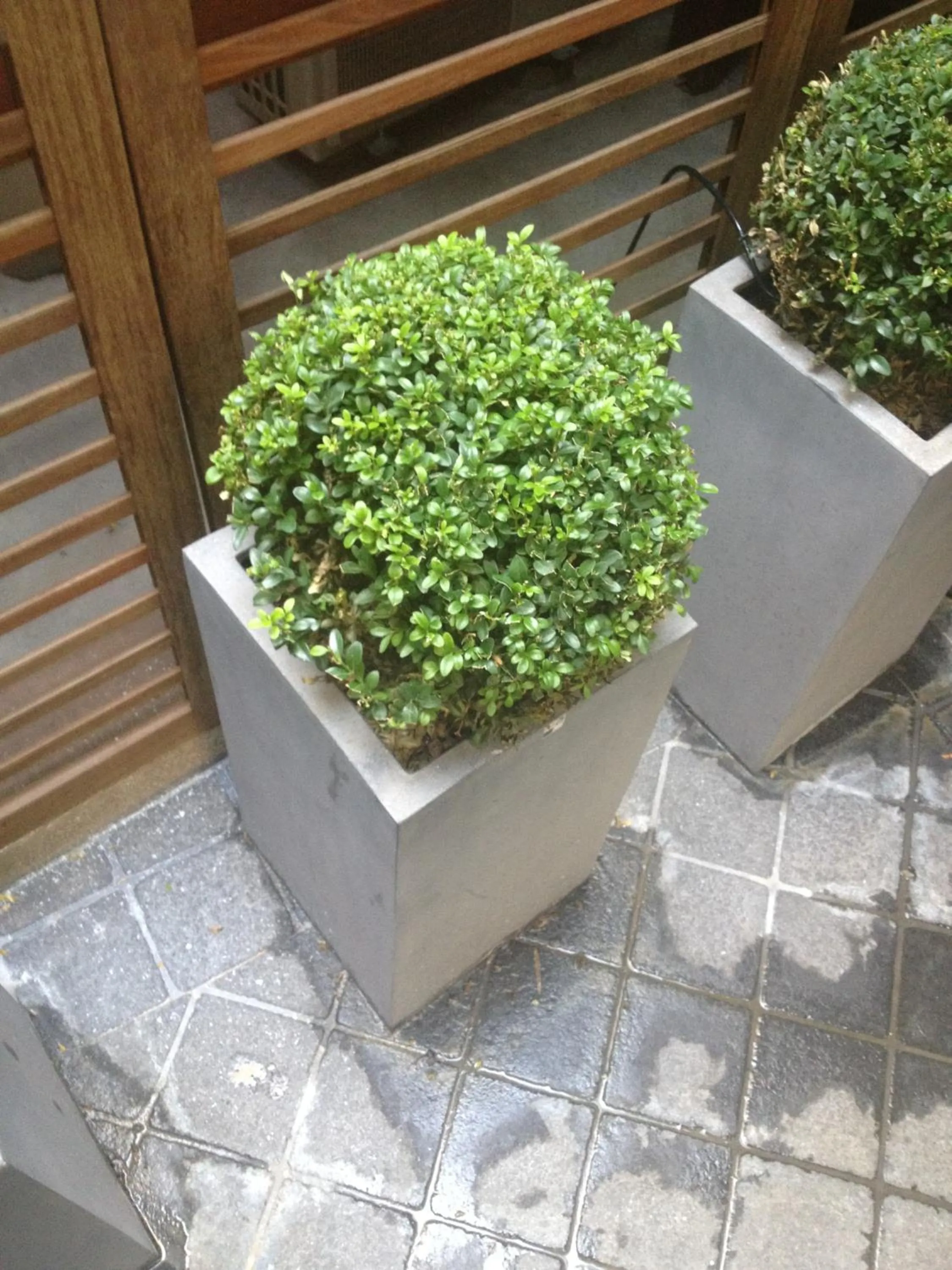 Garden in Hôtel Elysées Flaubert