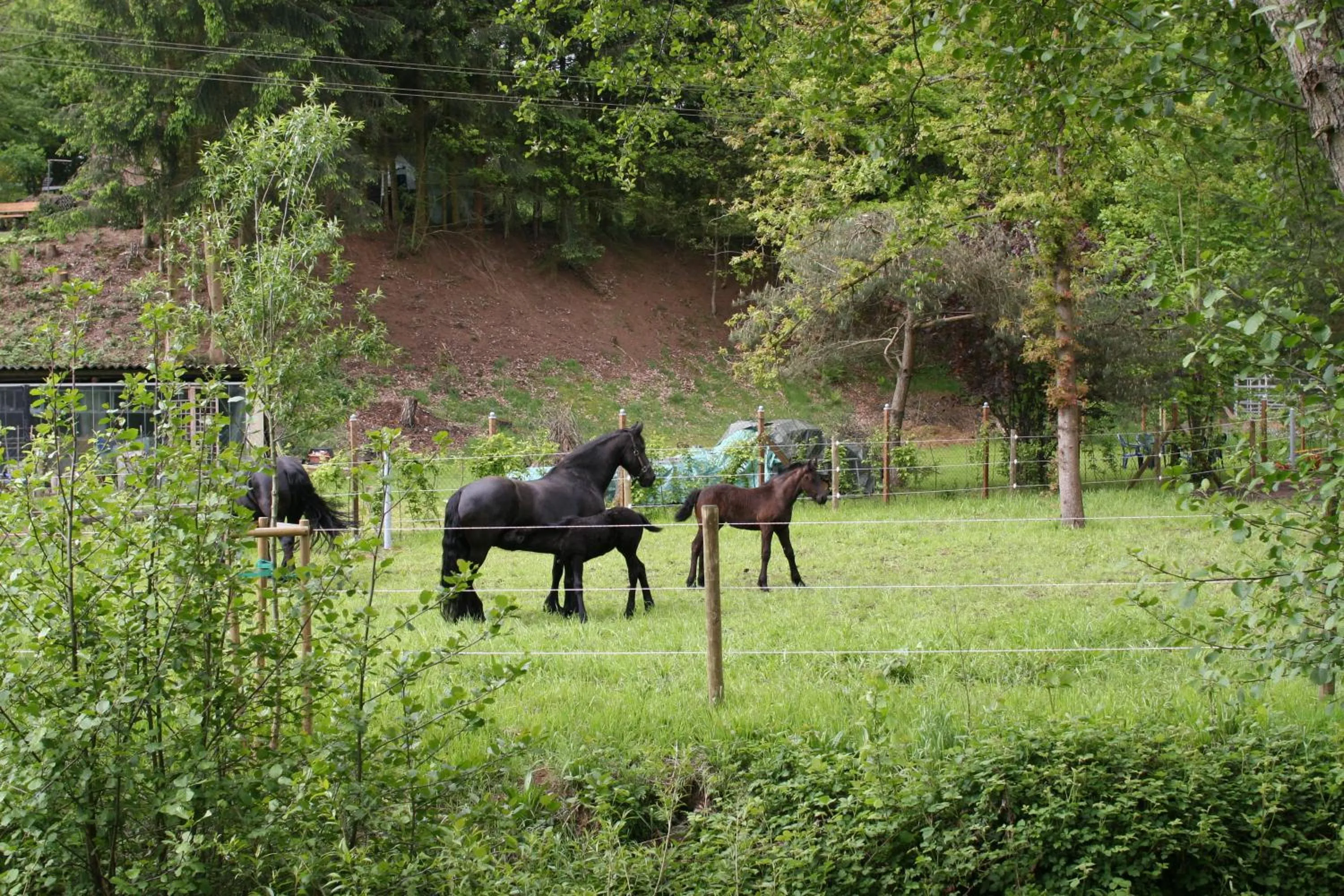 Garden, Horseback Riding in SaarlandTraum Weihermühle