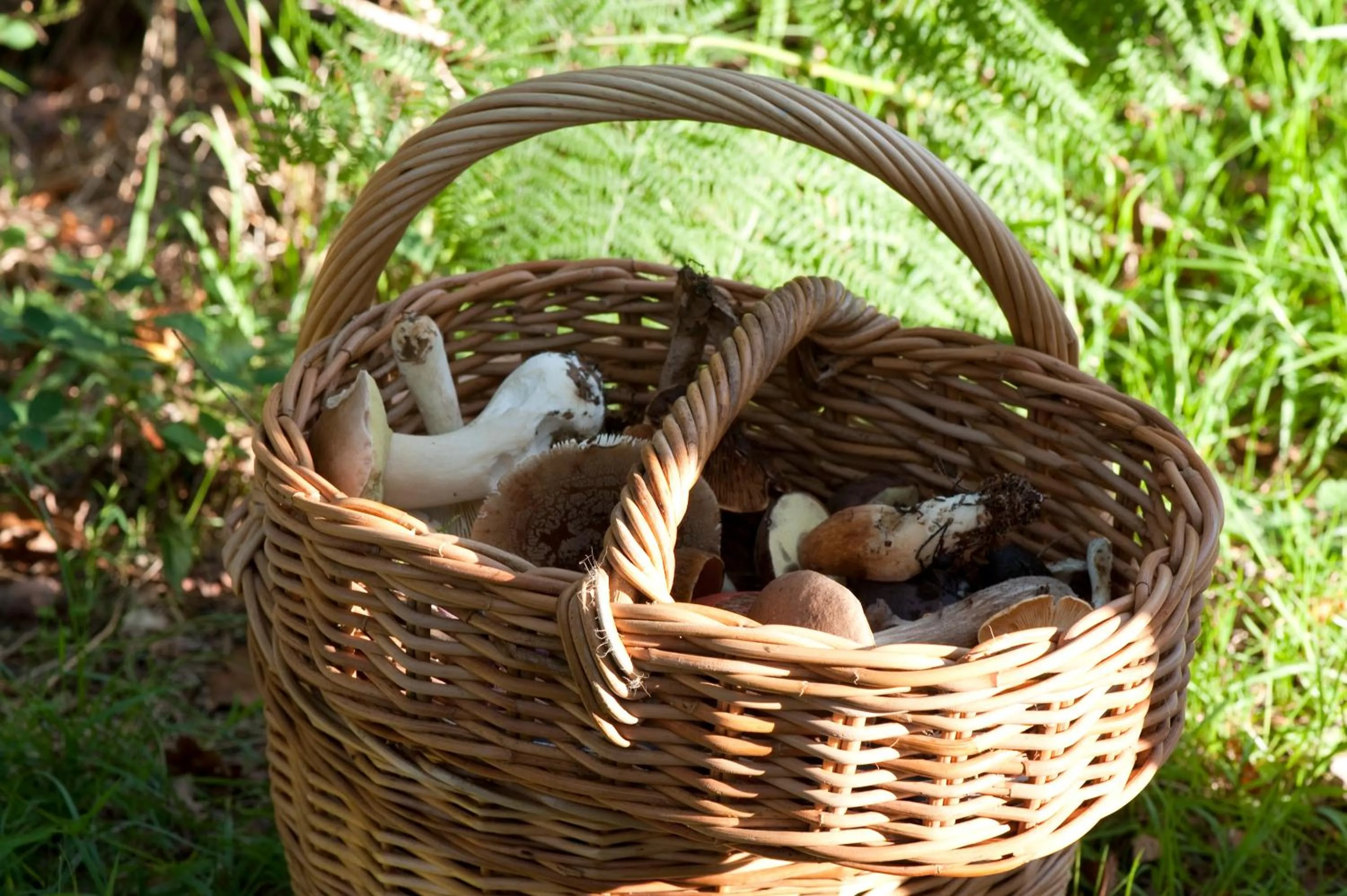 Other in Le Manoir du Lys, The Originals Relais