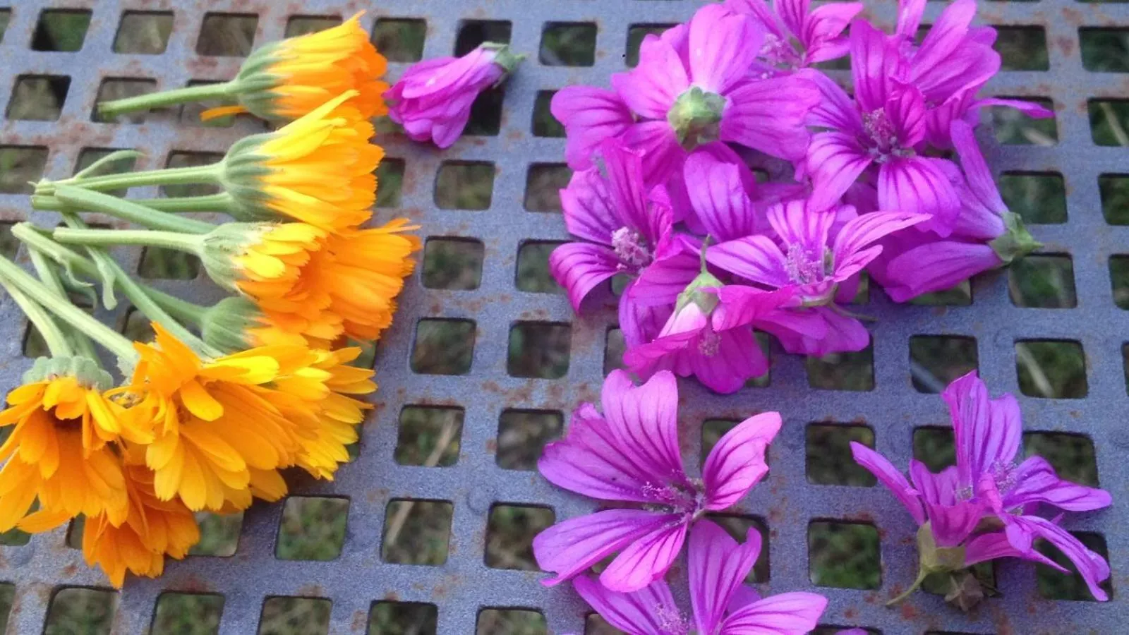 Spring in Casa del Geco