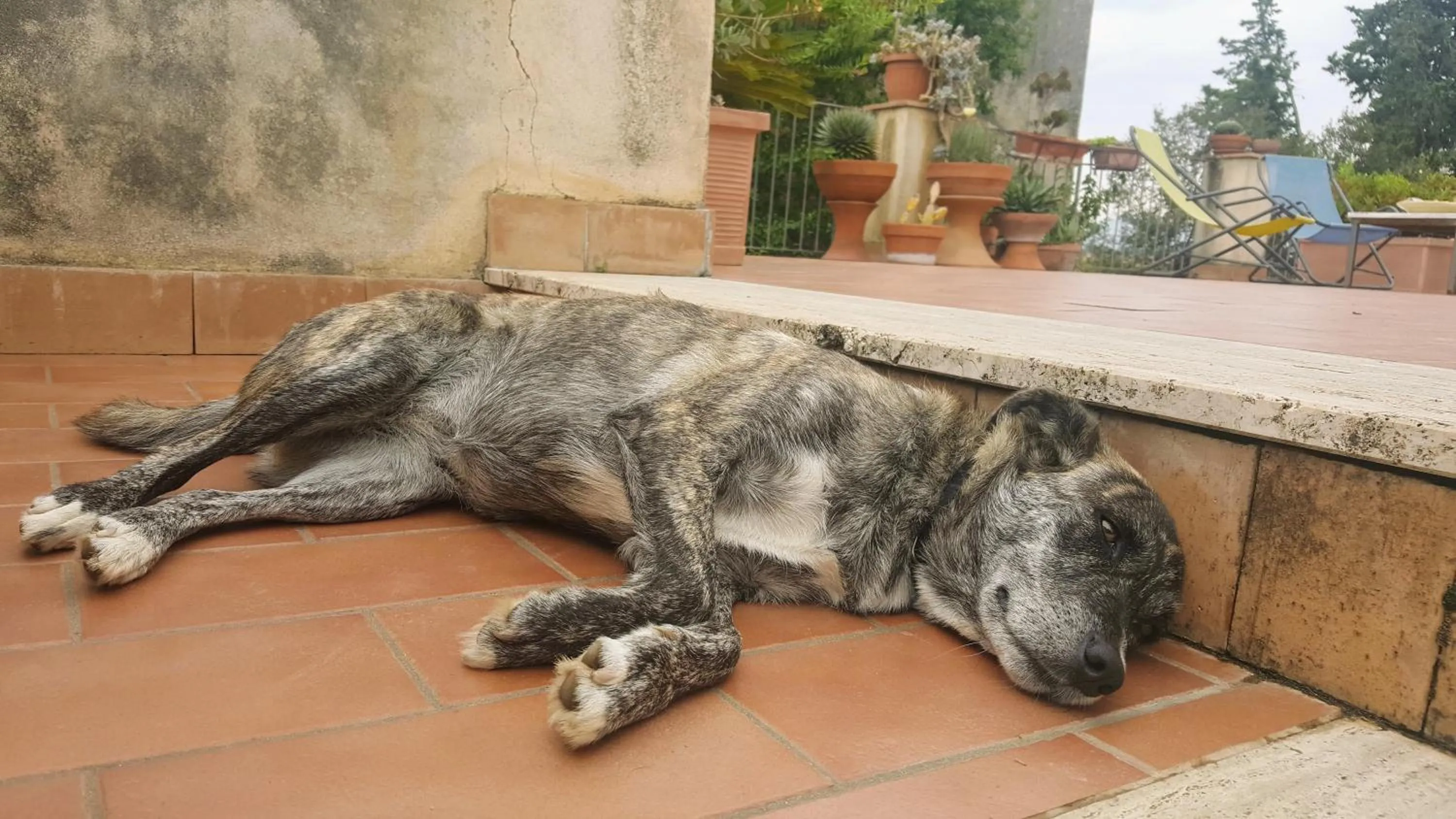 Animals in Casa del Geco