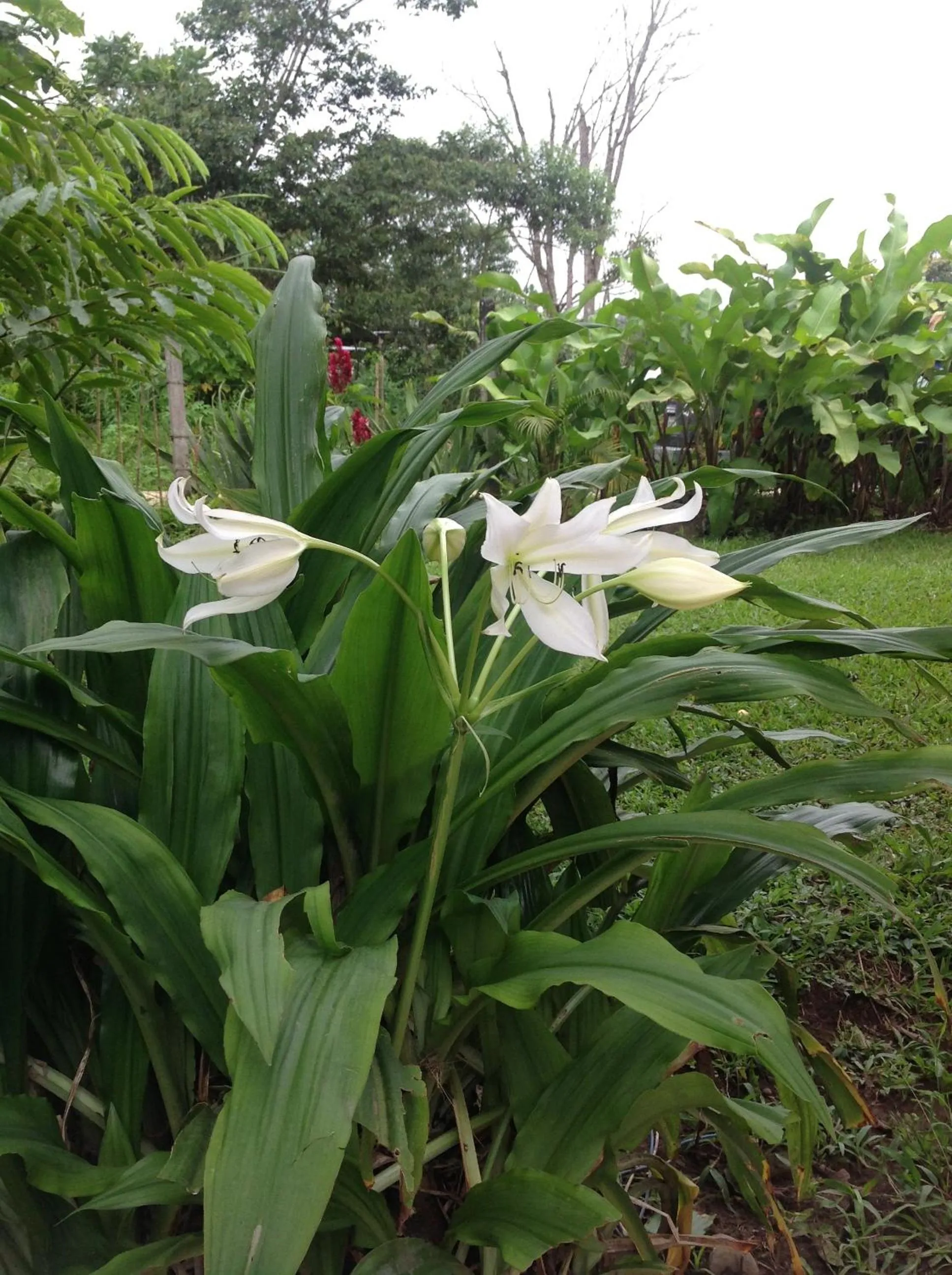 Garden in Casa de Piedra