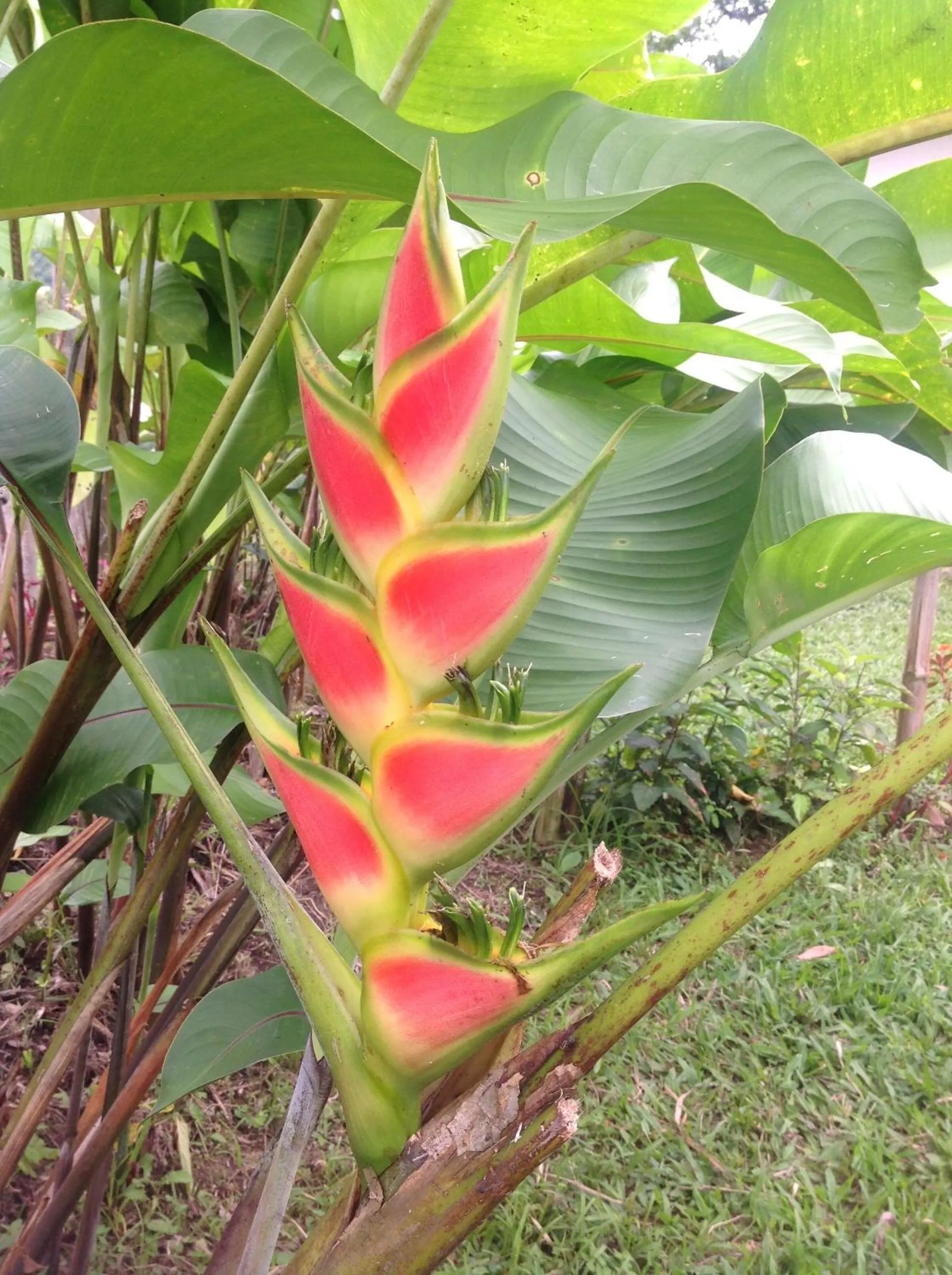 Garden in Casa de Piedra
