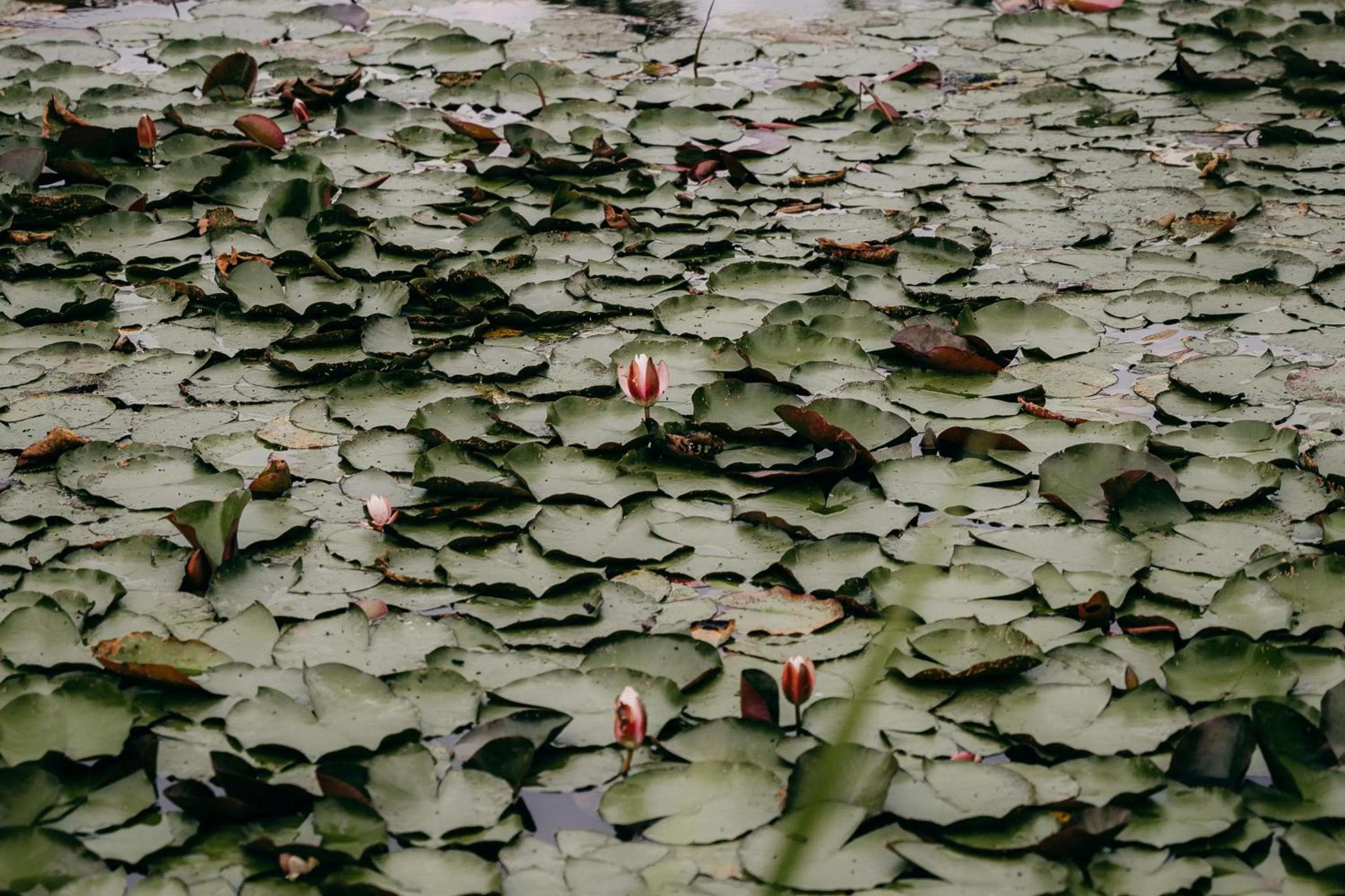 Neighbourhood in Weavers' Guest House Kalndaki