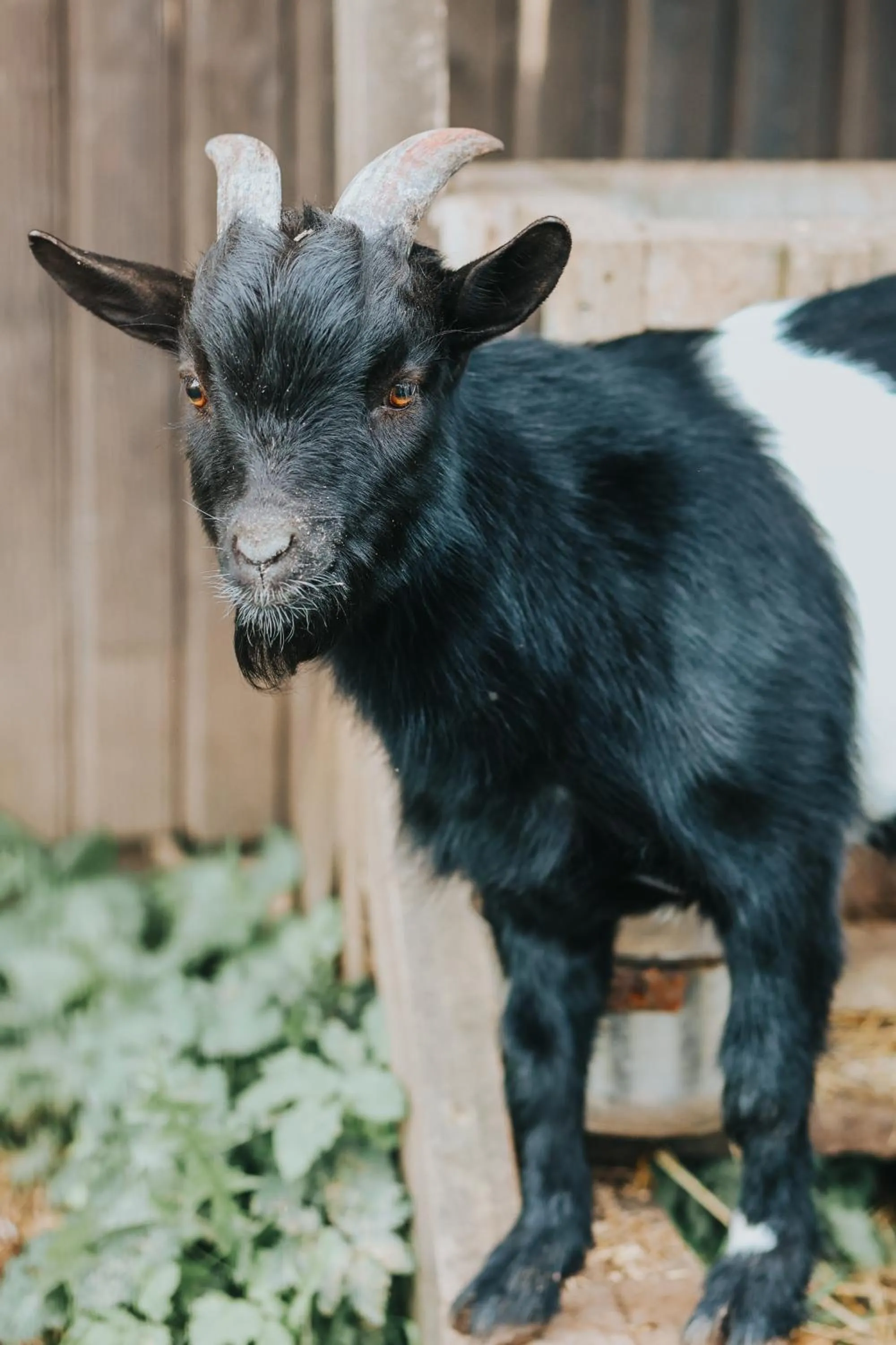 Animals in Weavers' Guest House Kalndaki