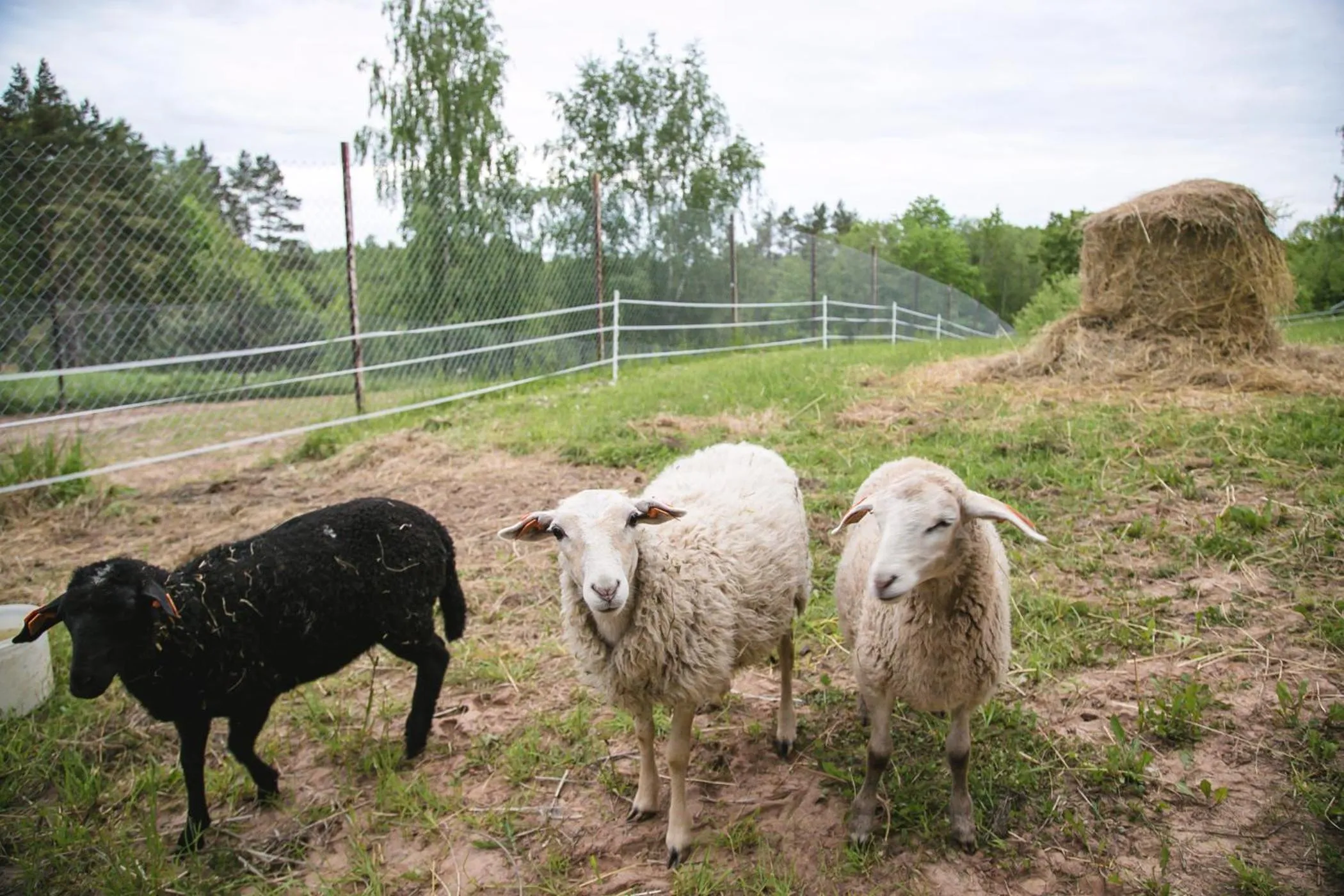 Day in Weavers' Guest House Kalndaki