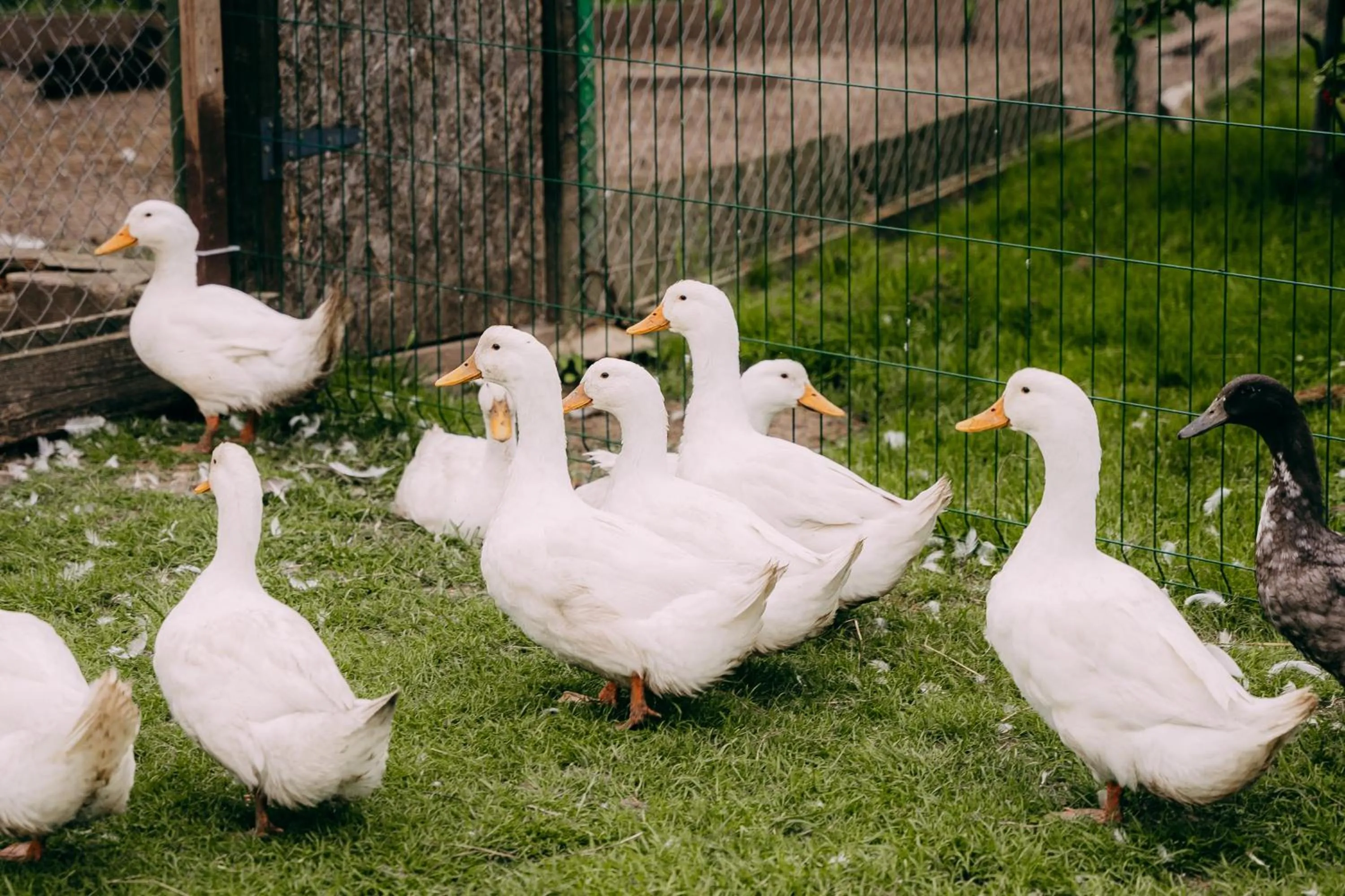 Animals in Weavers' Guest House Kalndaki