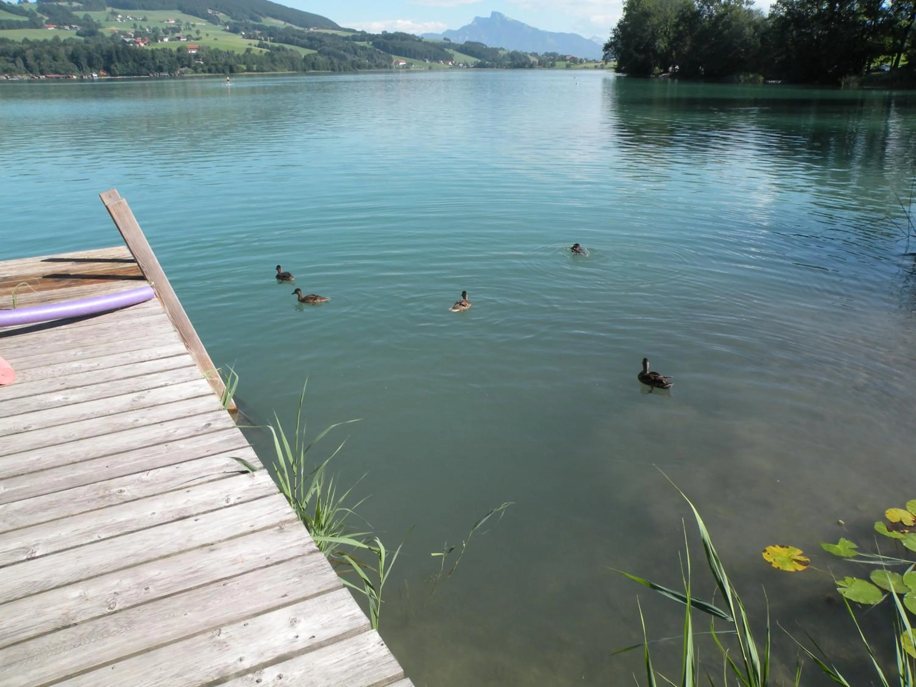Natural landscape in Hotel Garni Dorferwirt am Irrsee