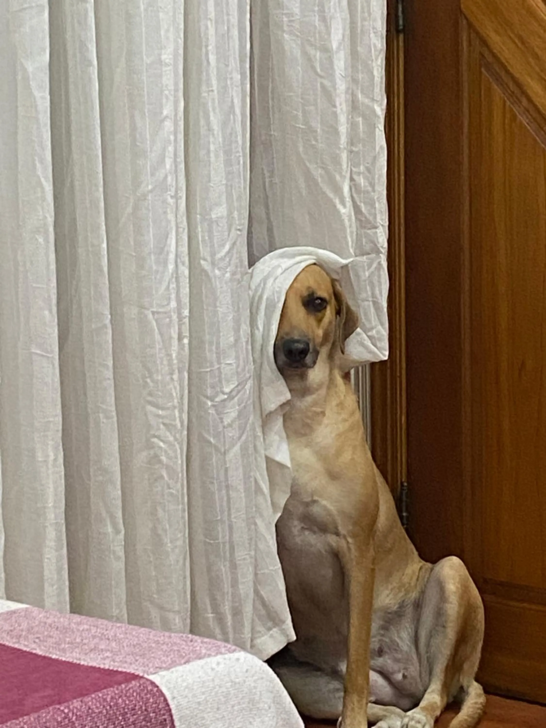 Oscar Freire Flat SP