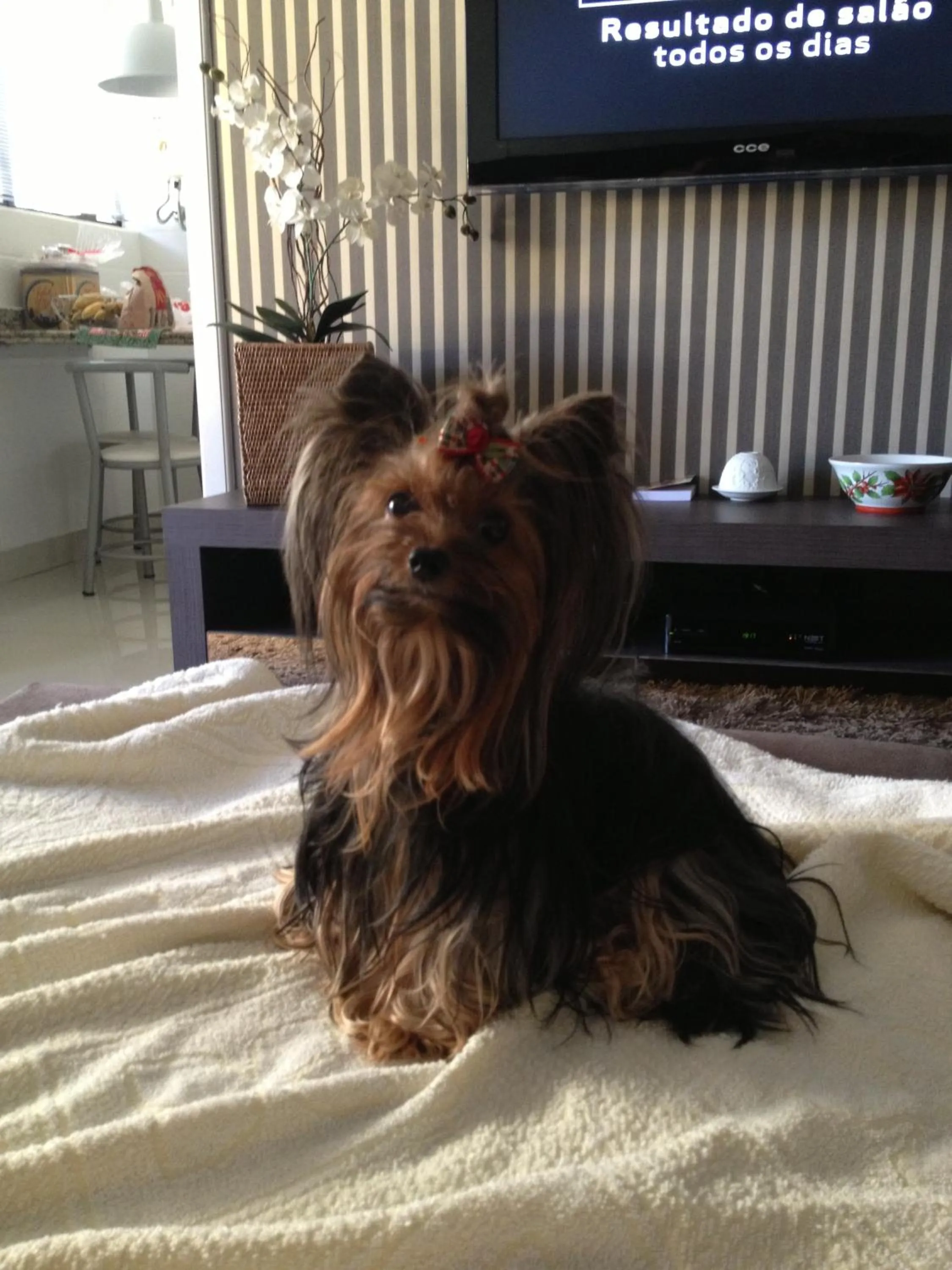 Pets in Hotel Steinhausen