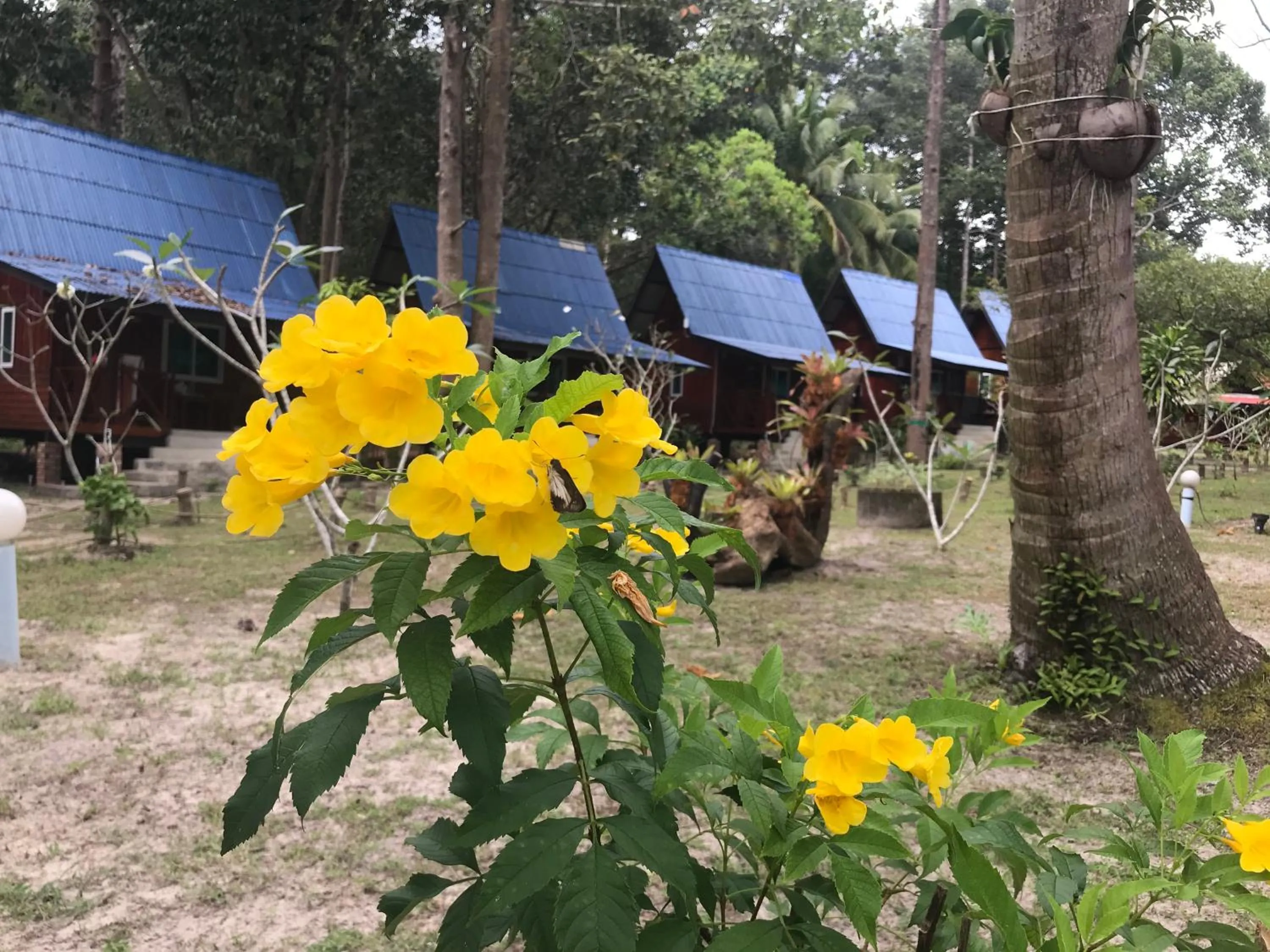Garden in Koh Jum Delight Beach