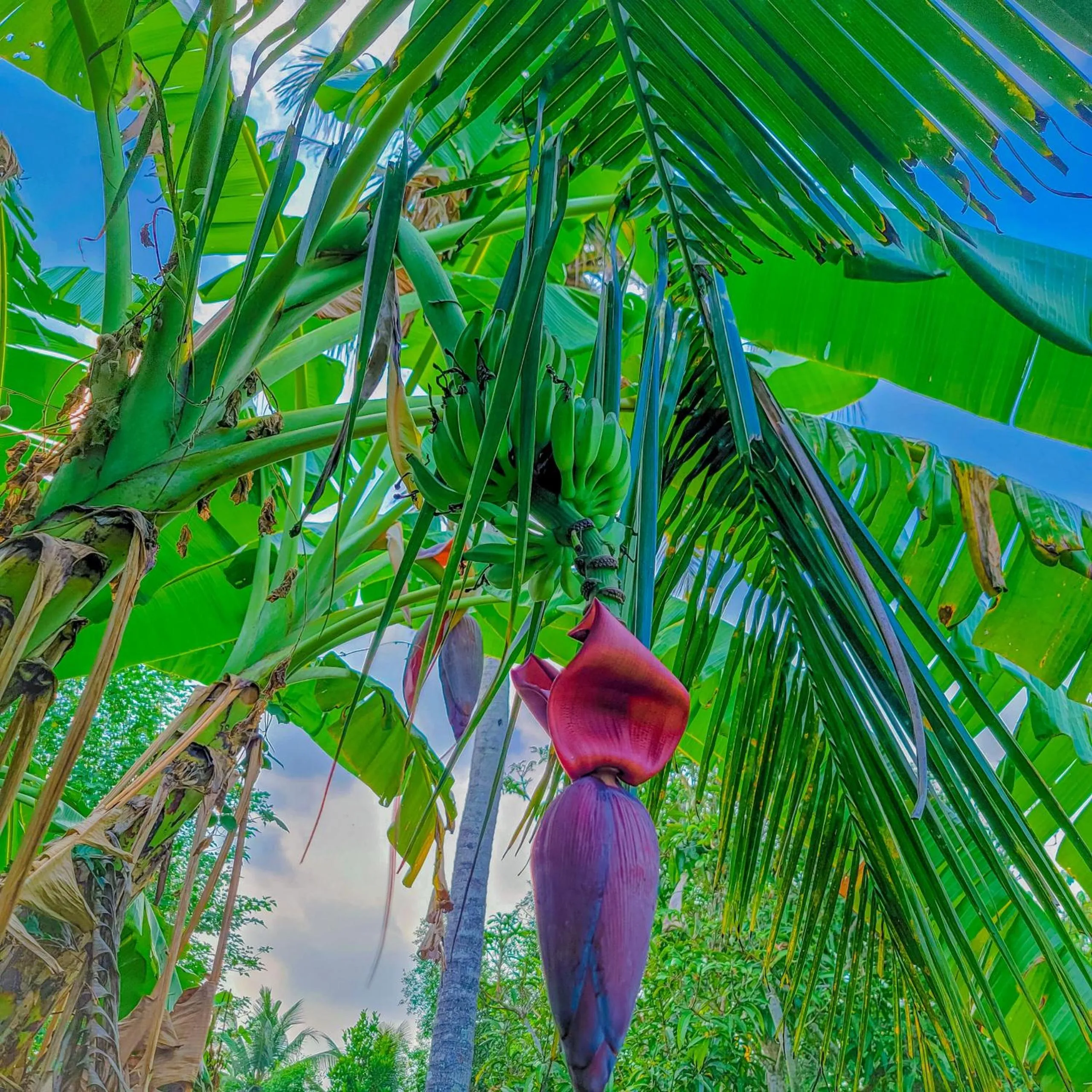Natural landscape in CASA ECO Mekong Resort