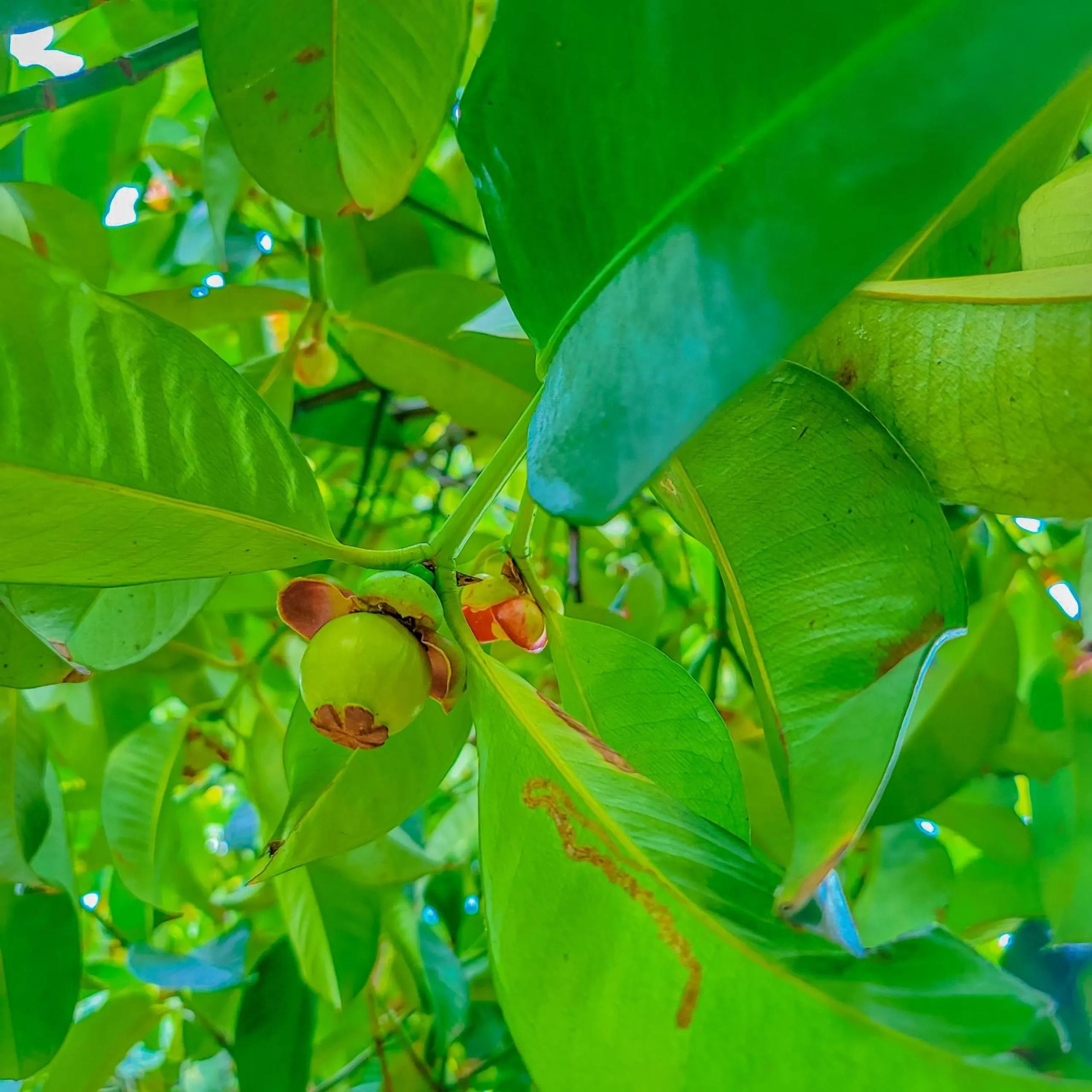 Spring in CASA ECO Mekong Resort