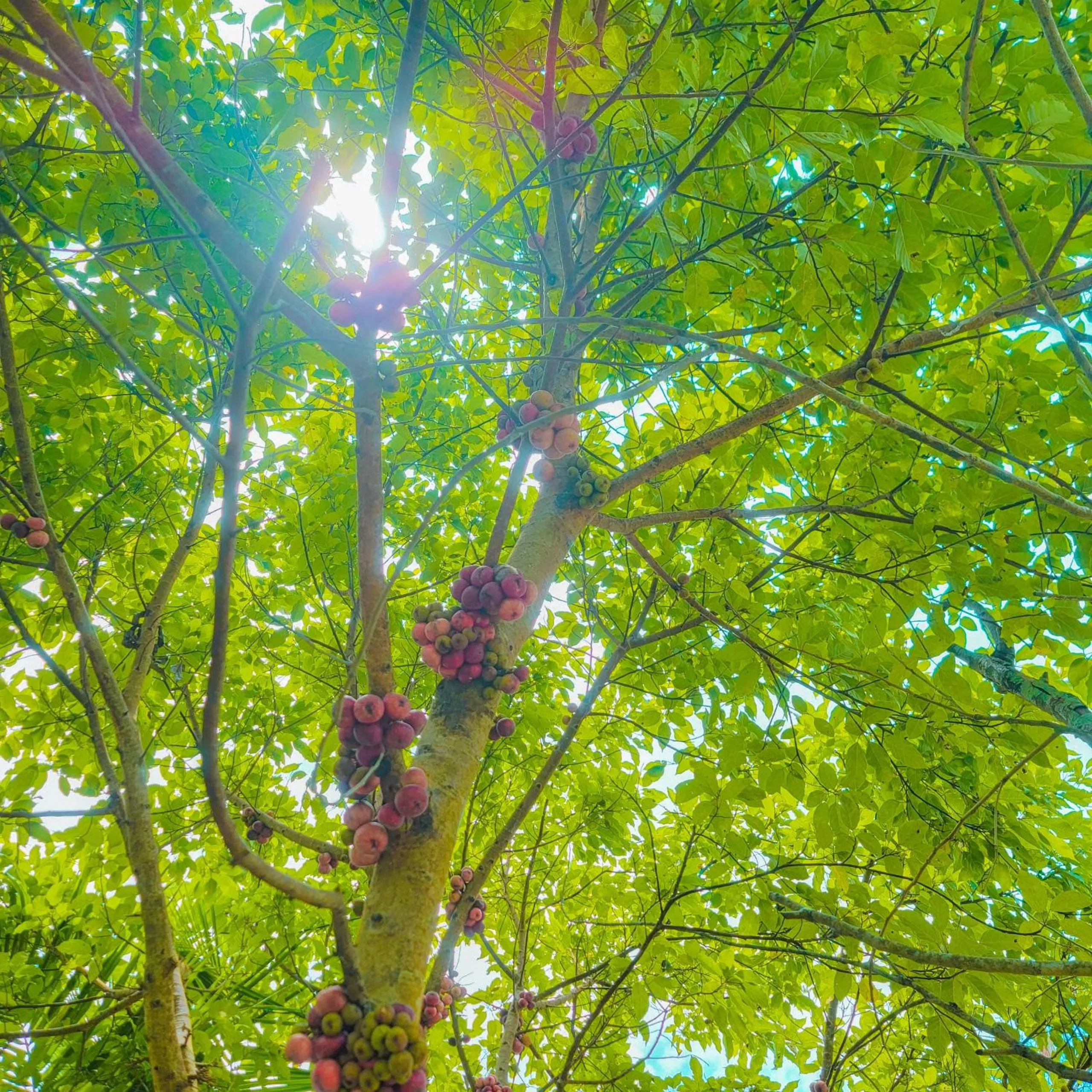 Natural landscape in CASA ECO Mekong Resort