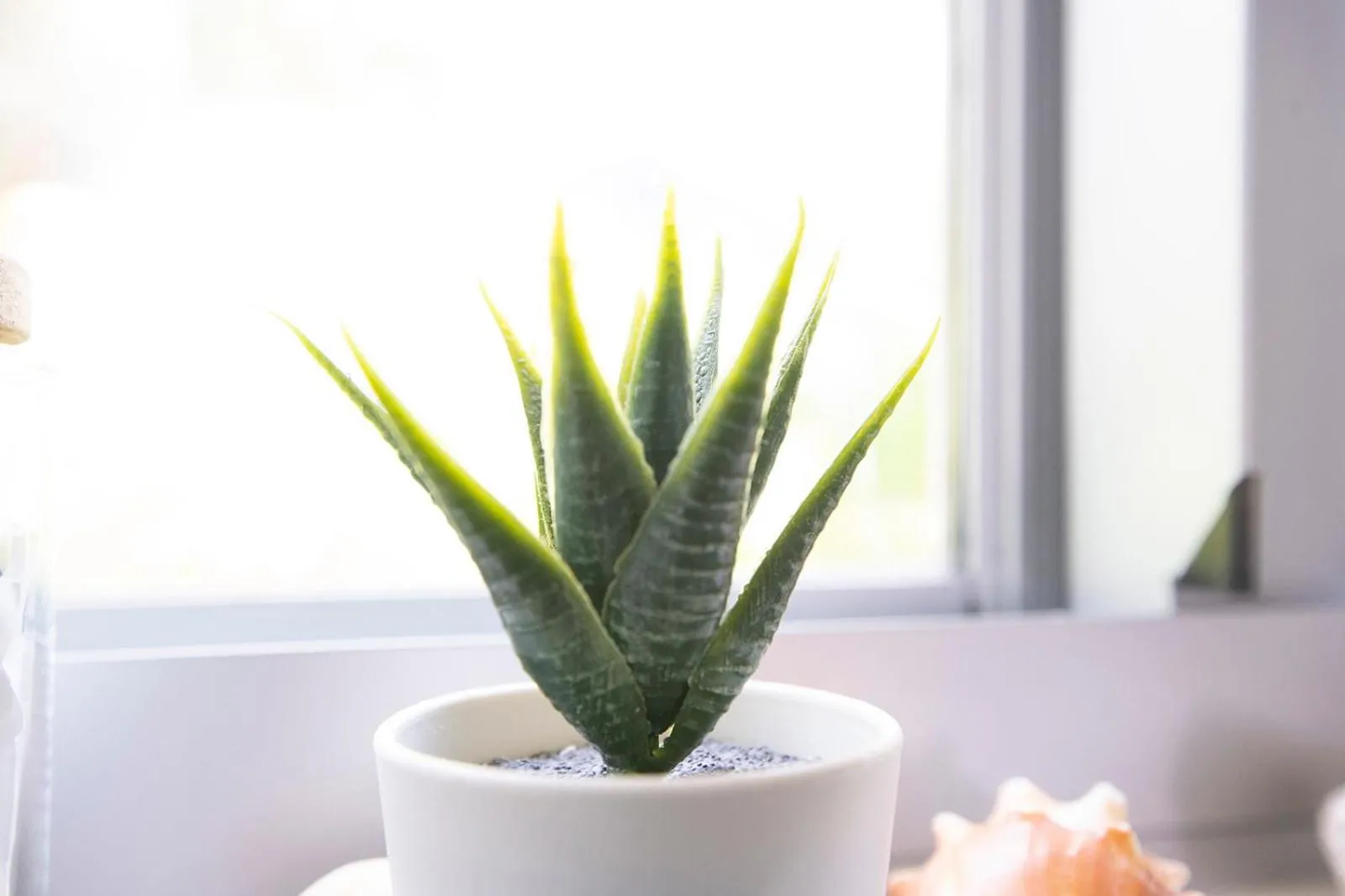 Casa Limonada Boutique Motel