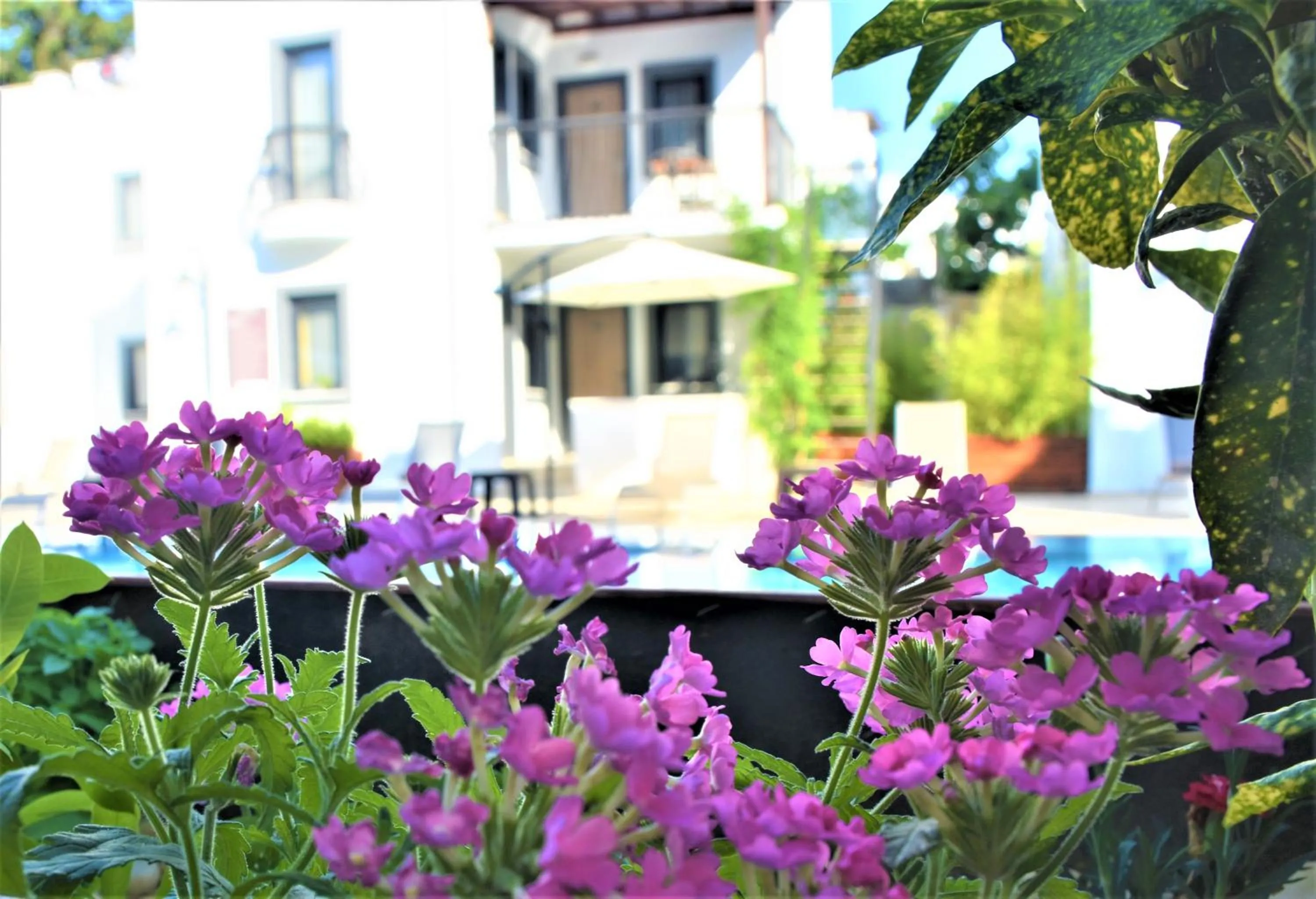 Garden in Modern Life Hotel Bodrum