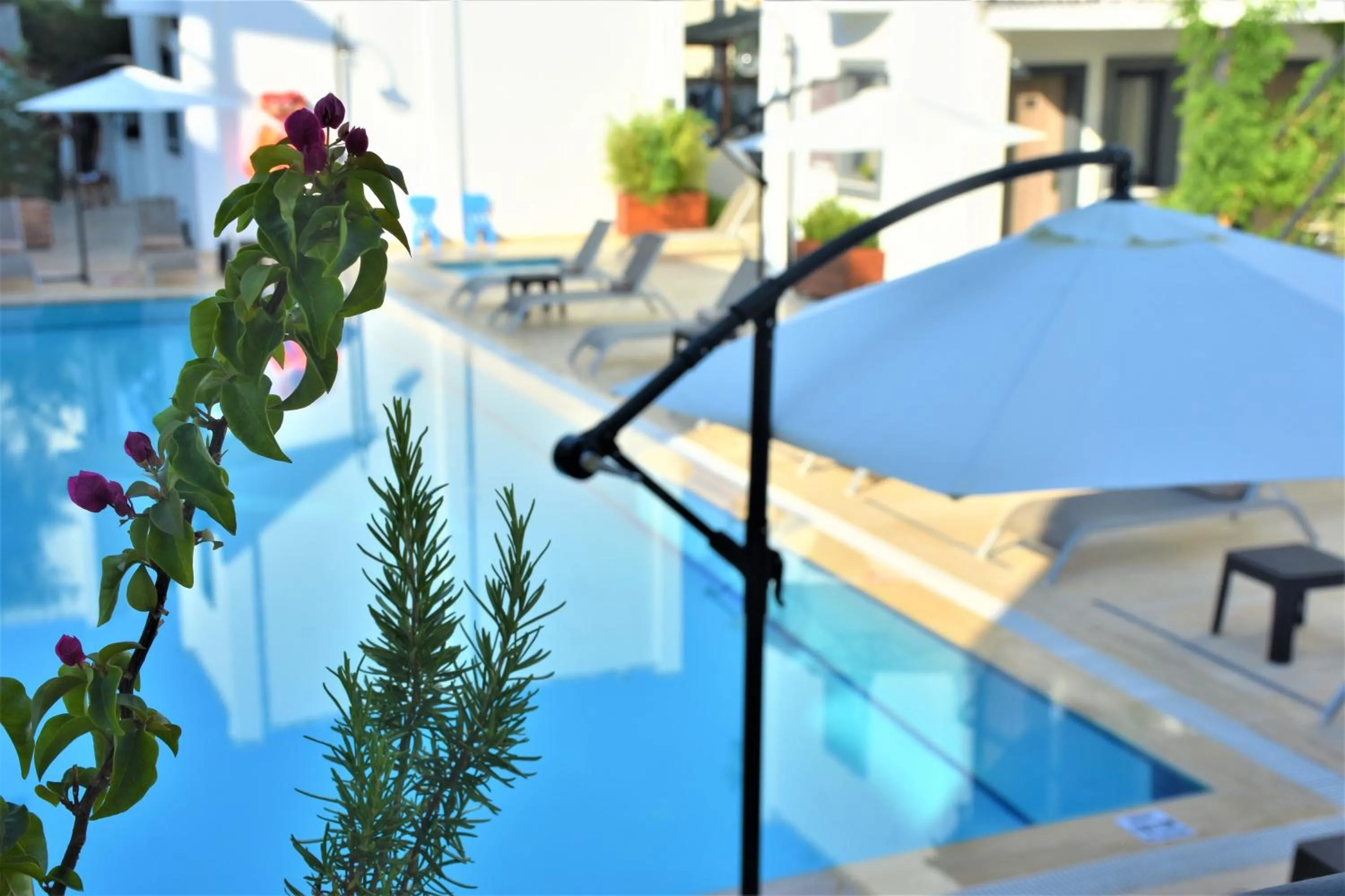 Garden in Modern Life Hotel Bodrum