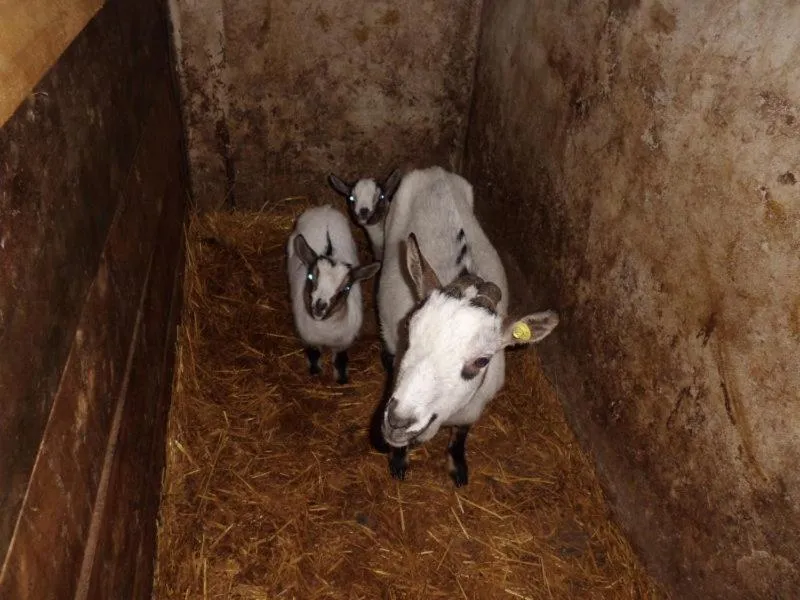 Animals in Oberkapillhof