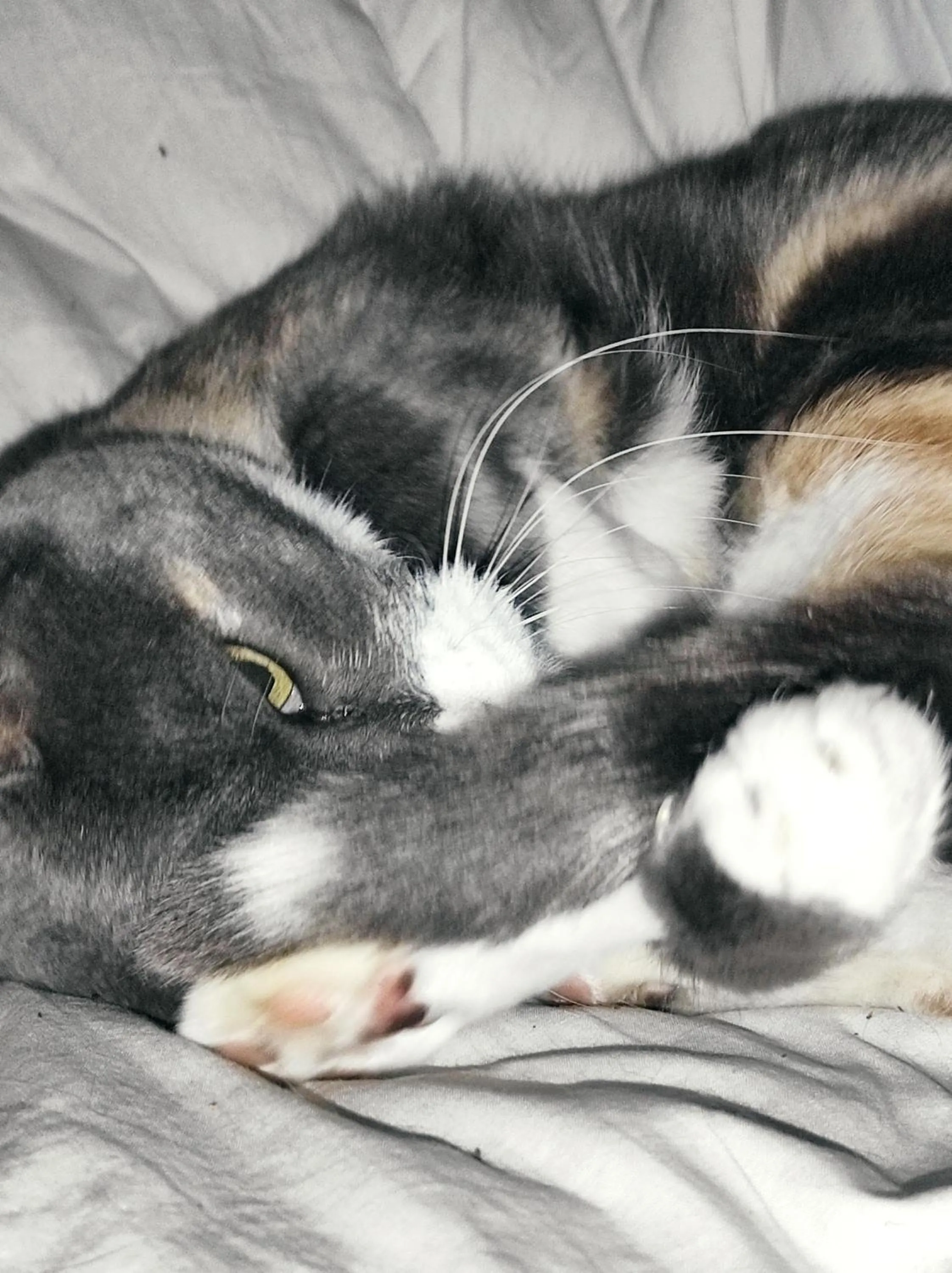 Decorative detail in Tetto alle Rondini