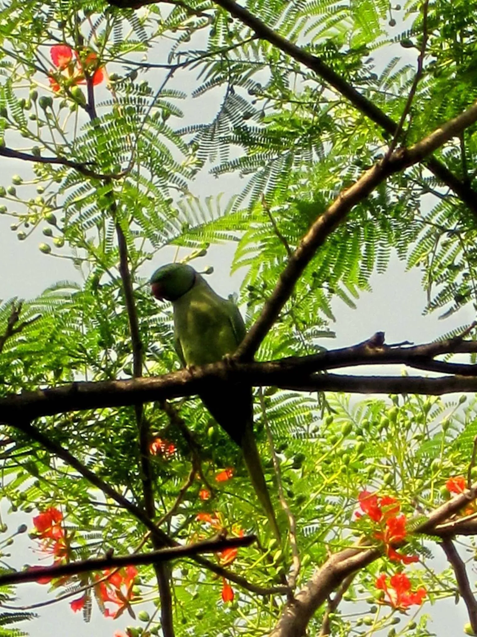 Animals in Mum's Garden Resort