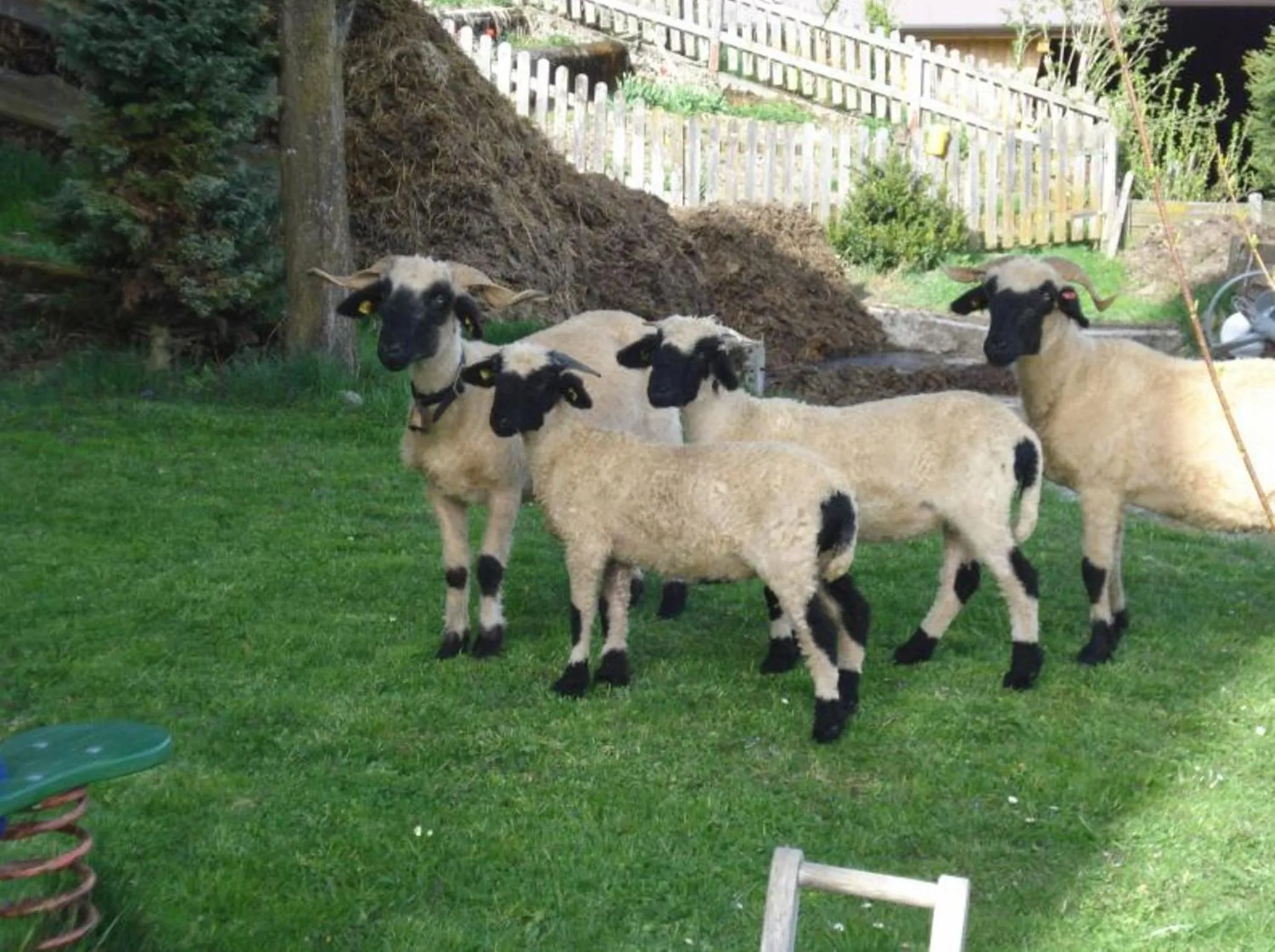 Animals in Biobauernhof Fleckl