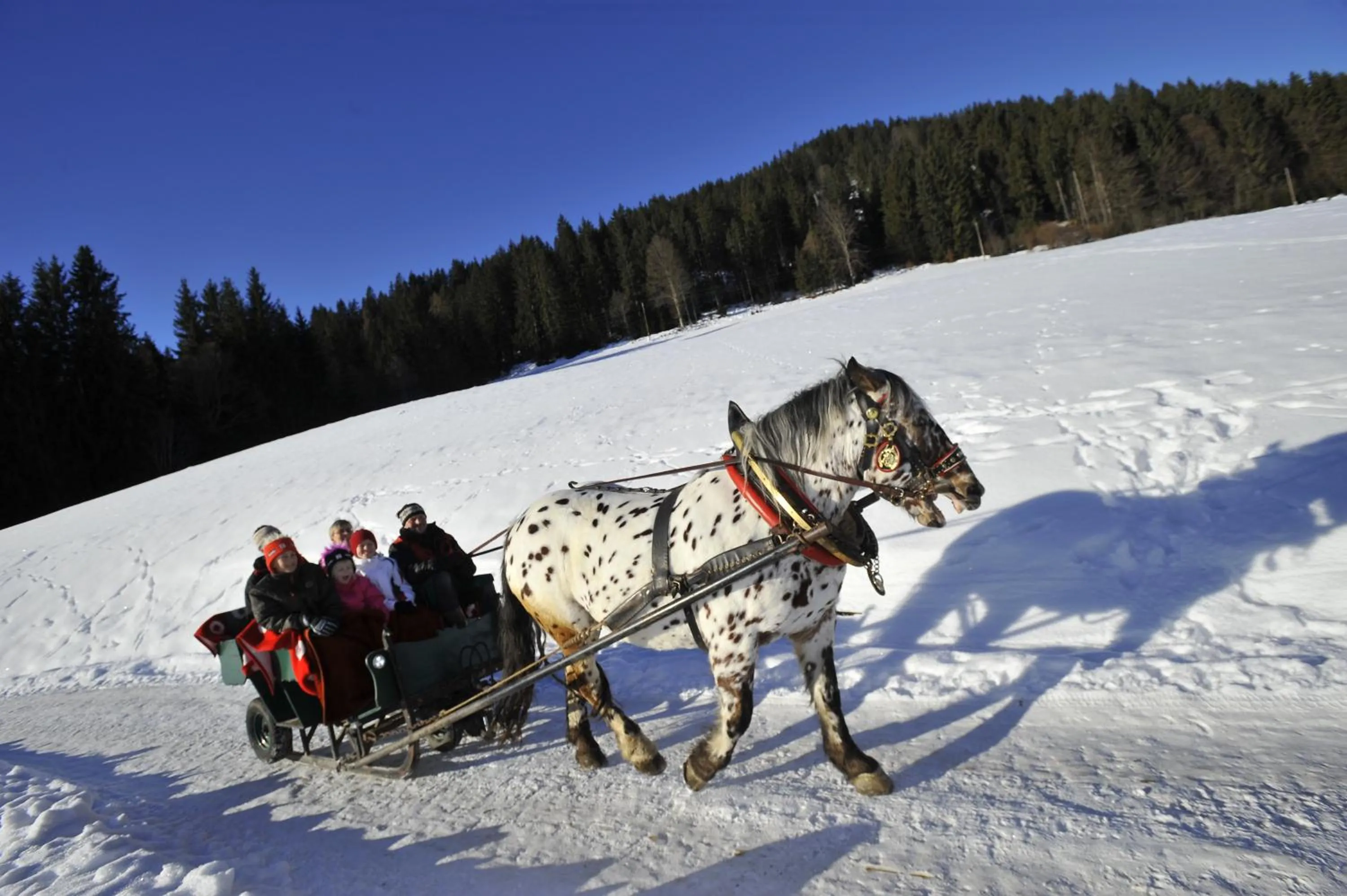 Animals in Biobauernhof Fleckl