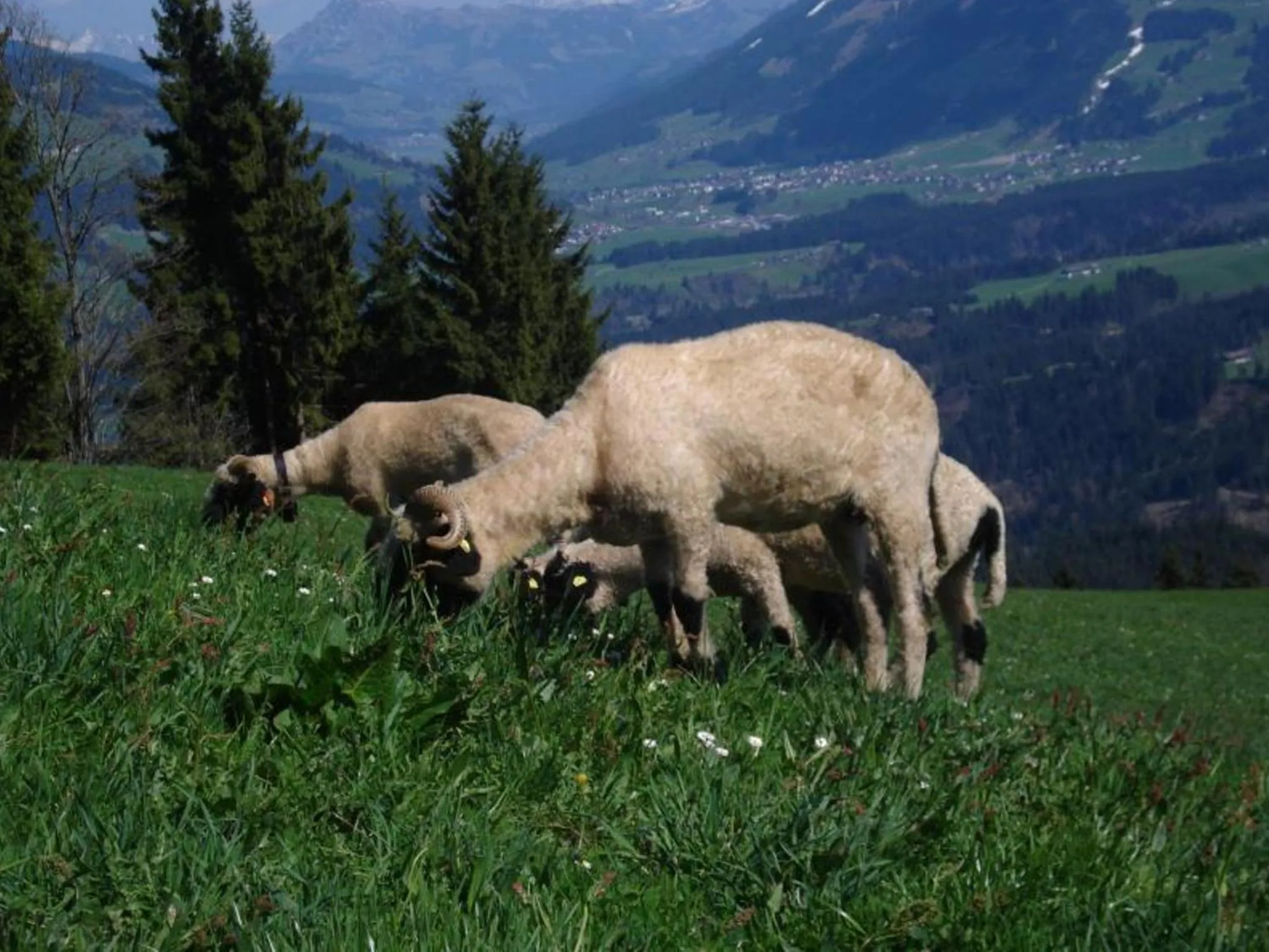 Other in Biobauernhof Fleckl