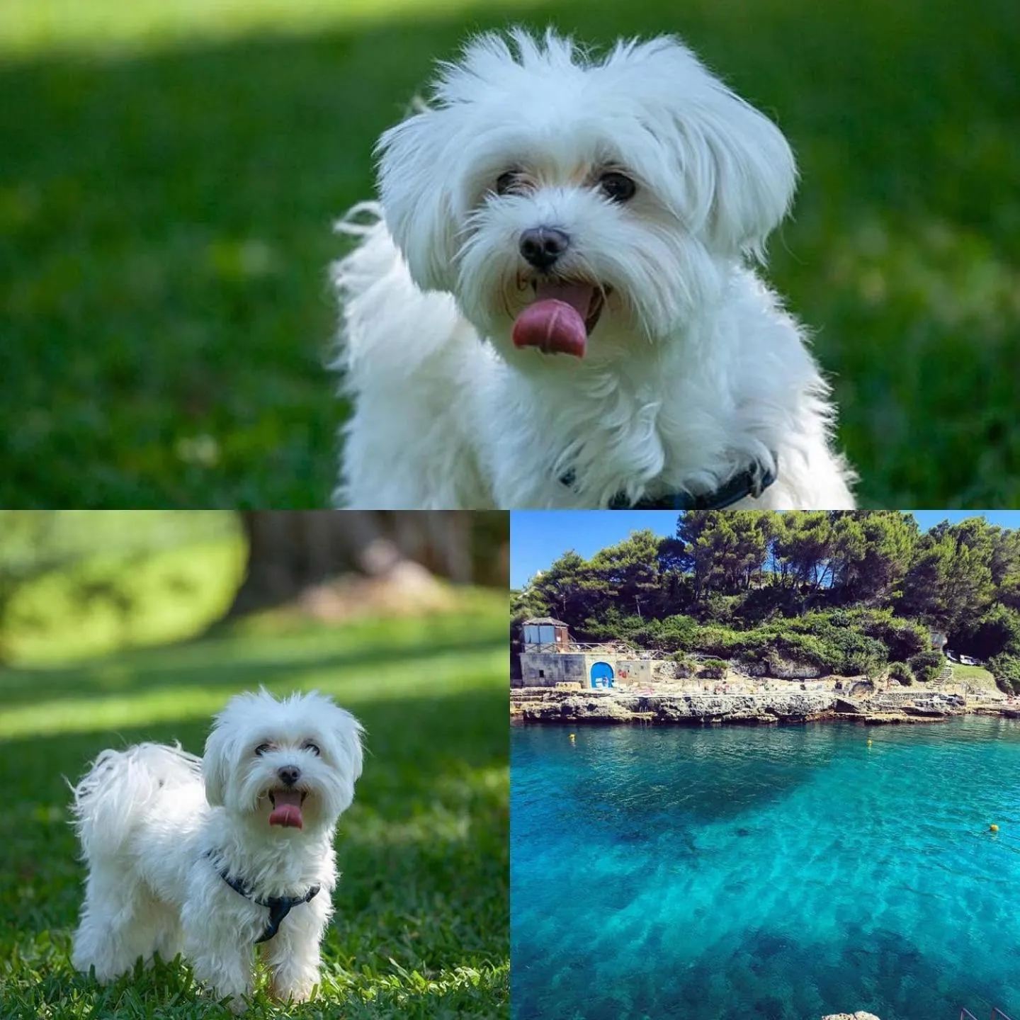 Pets in Le Cale D'Otranto Beach Resort