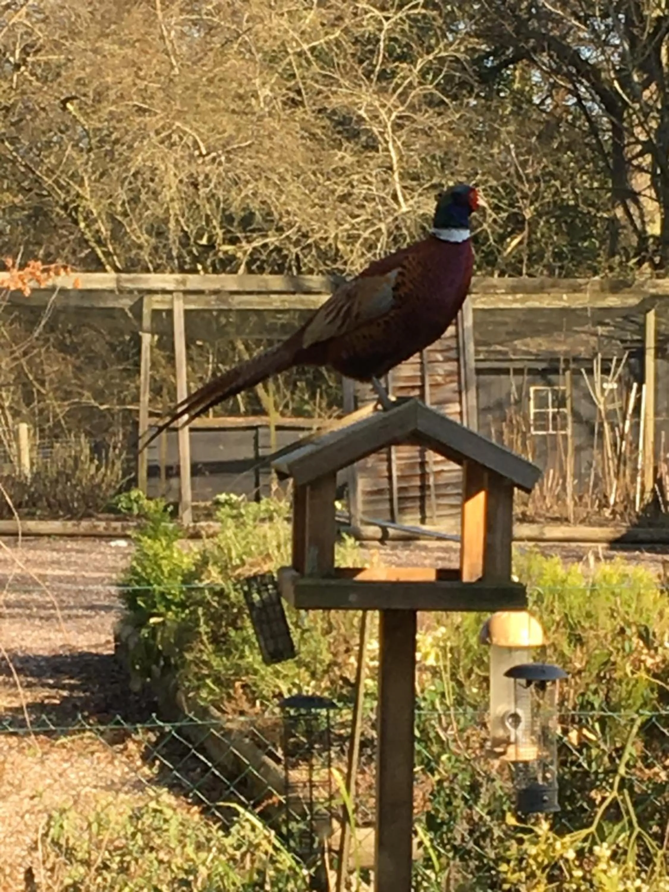 Animals in Bron Hafren