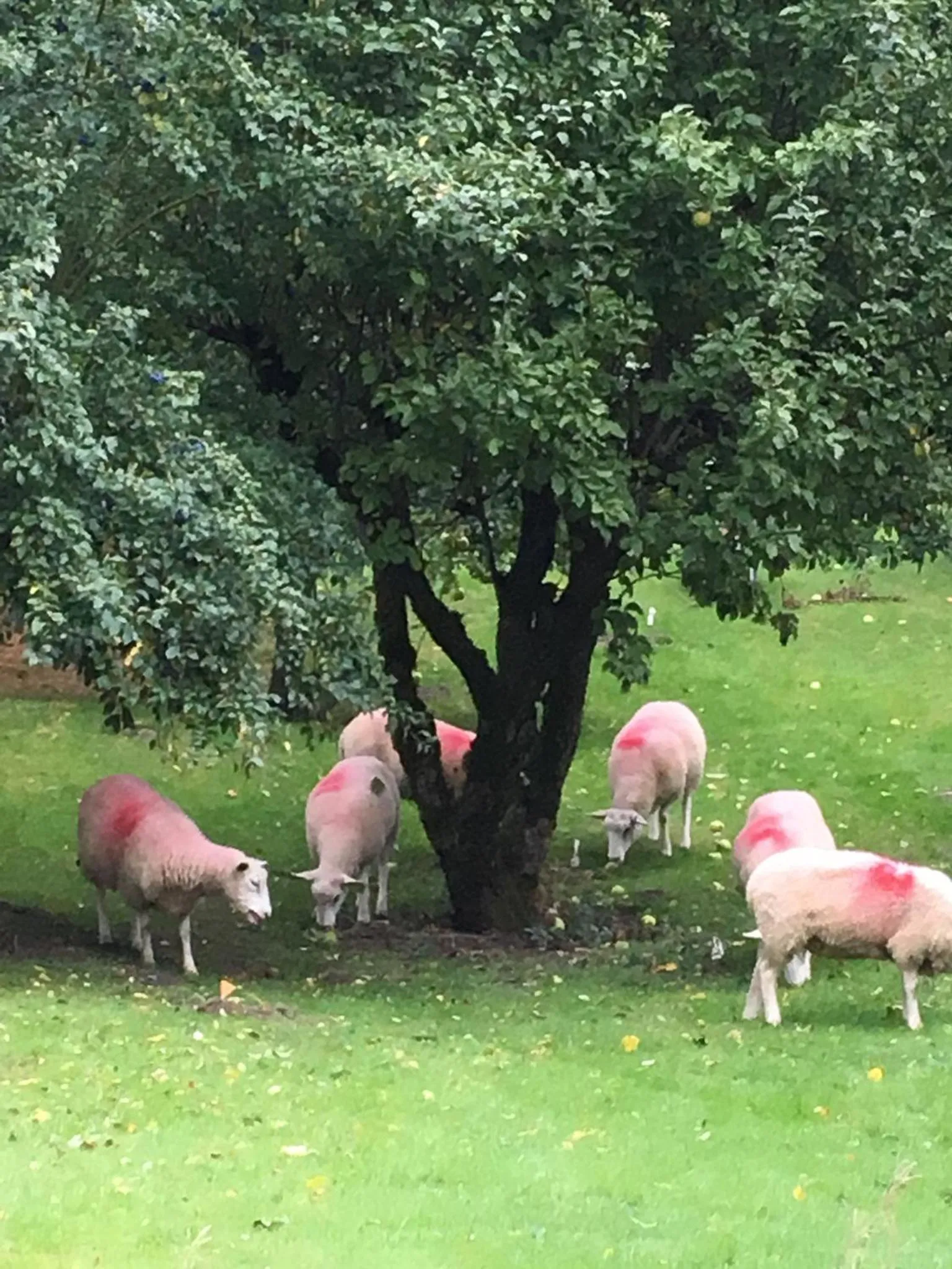 Animals in Bron Hafren