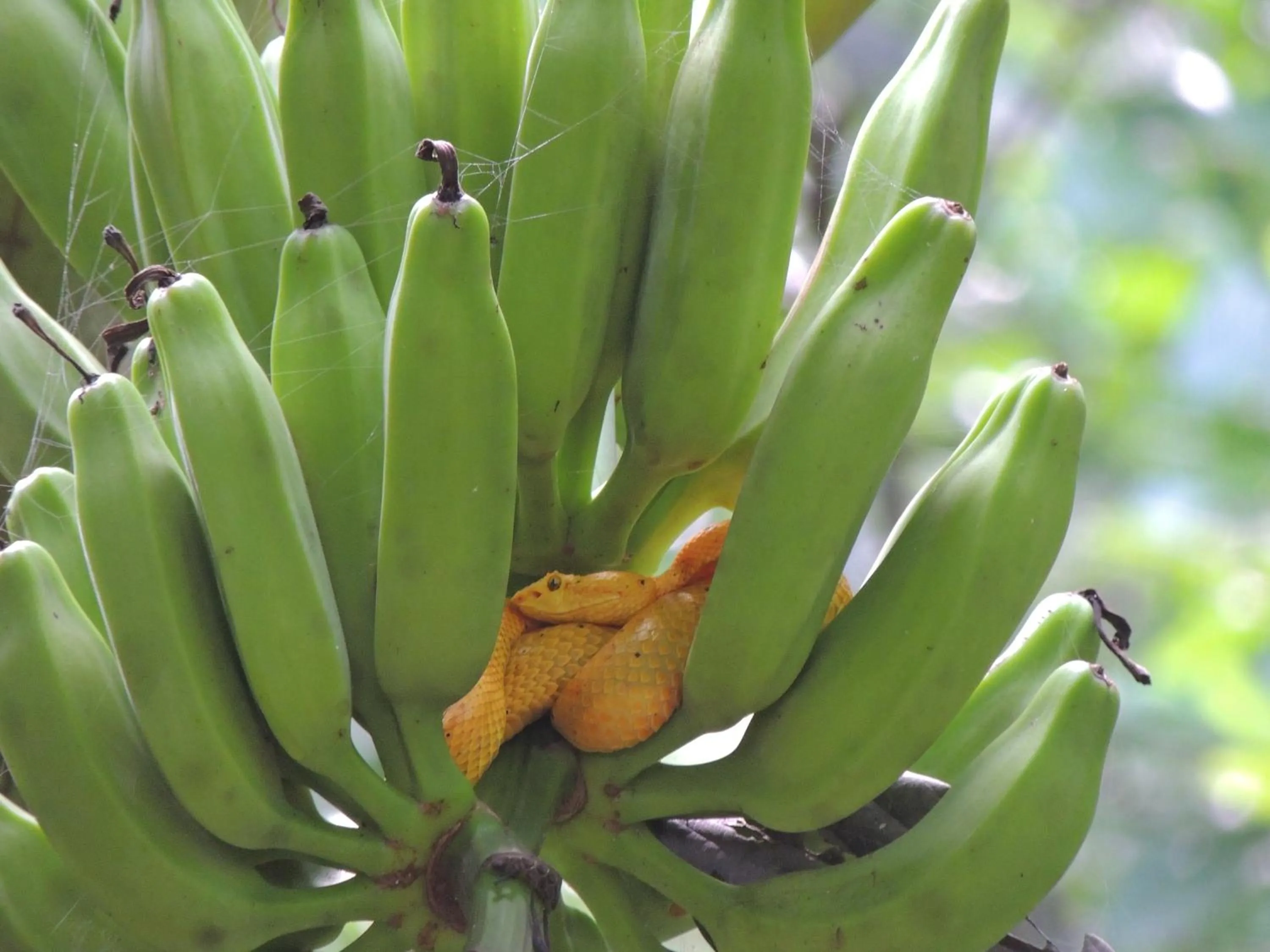 Animals in La Leona Eco Lodge