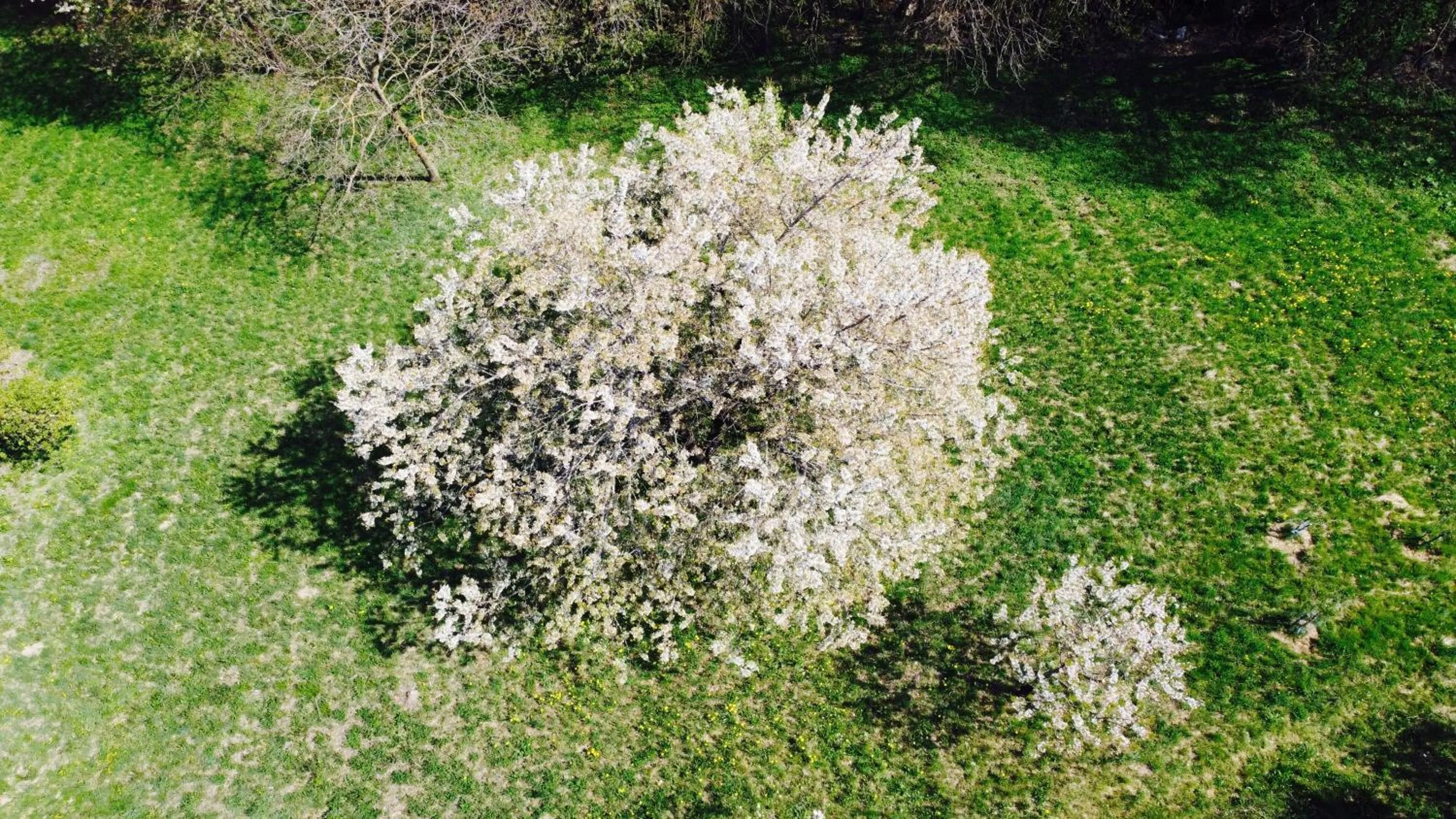 Garden in Hotel Miramonti Family & SPA