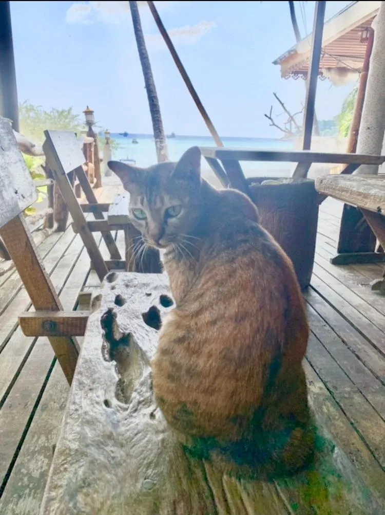 Koh Tao Tropicana Resort