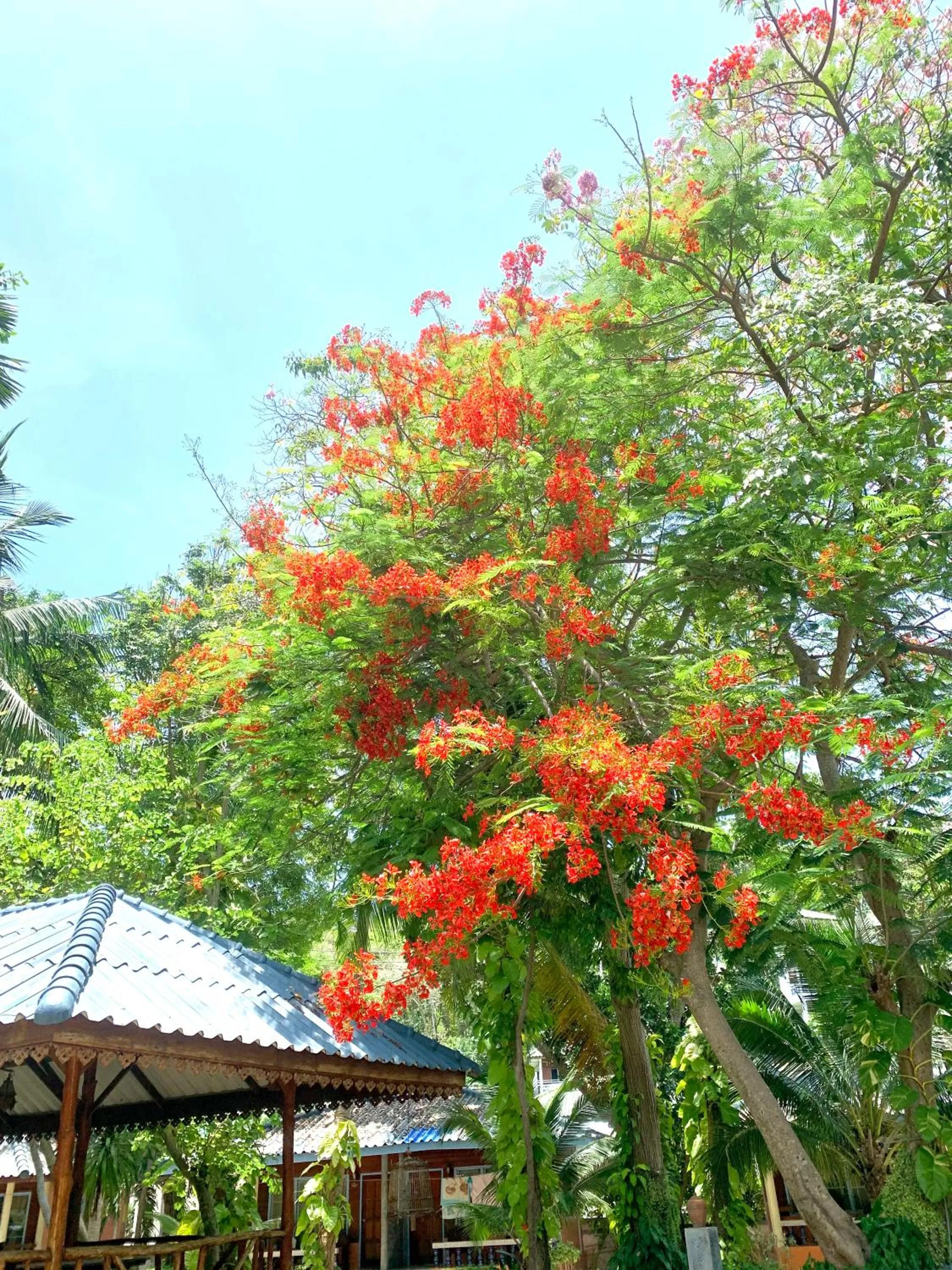 Koh Tao Tropicana Resort