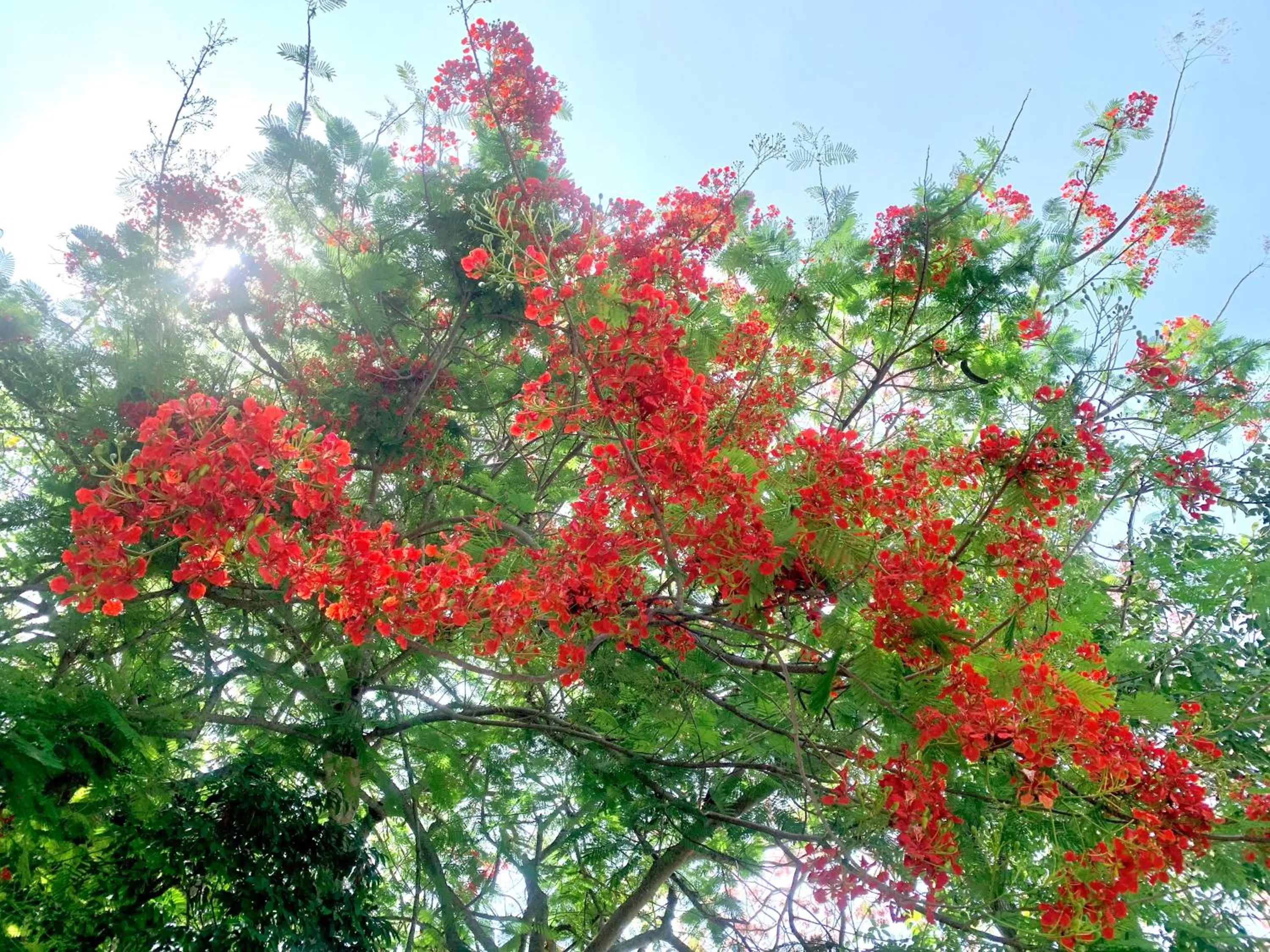 Koh Tao Tropicana Resort