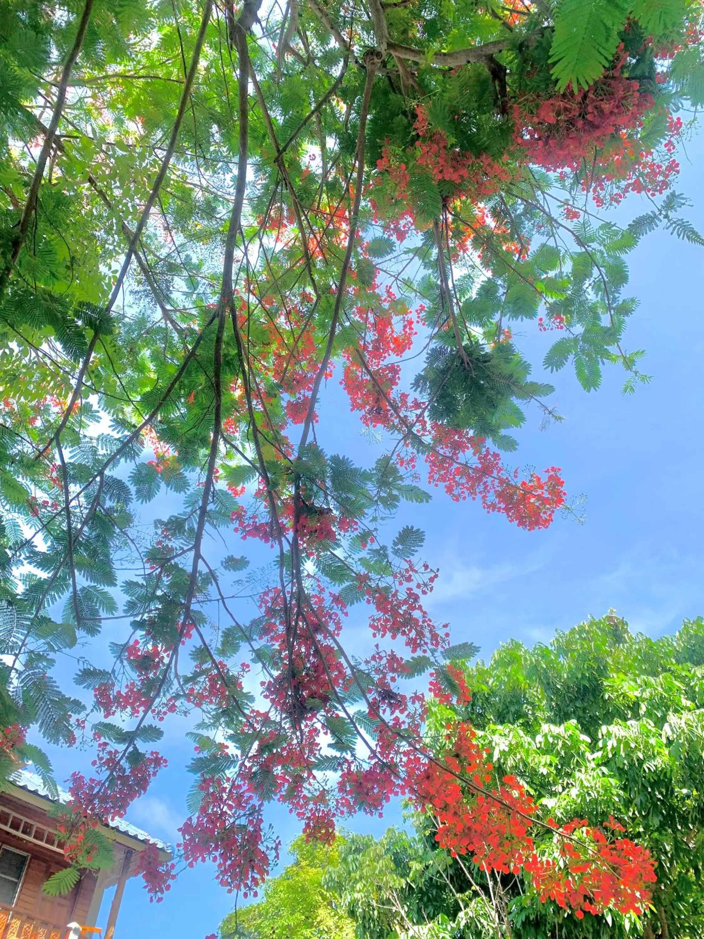 Koh Tao Tropicana Resort