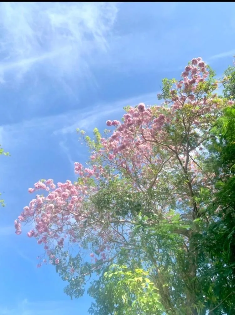 Koh Tao Tropicana Resort