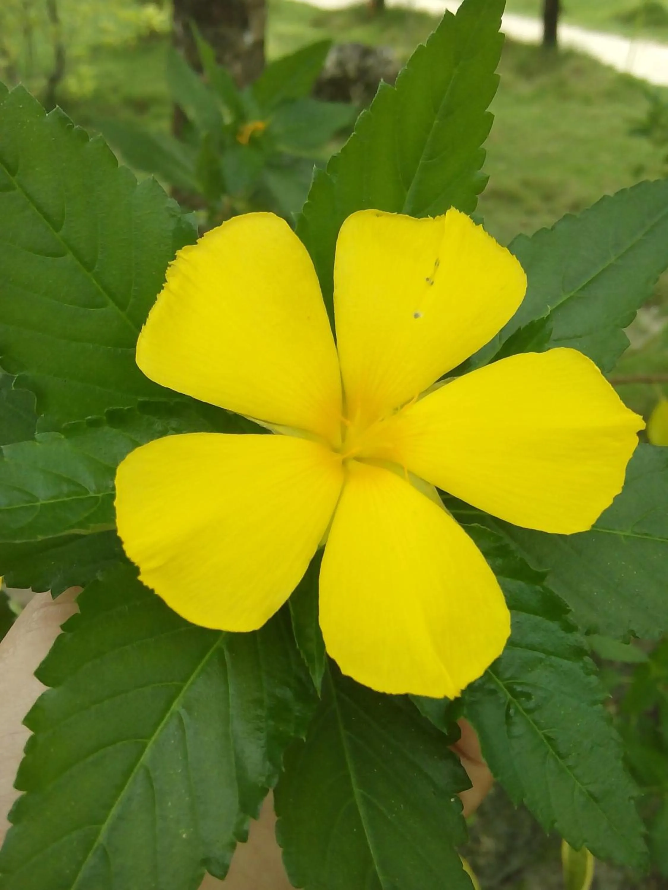 Other in Eddie`s Beach Resort Siargao