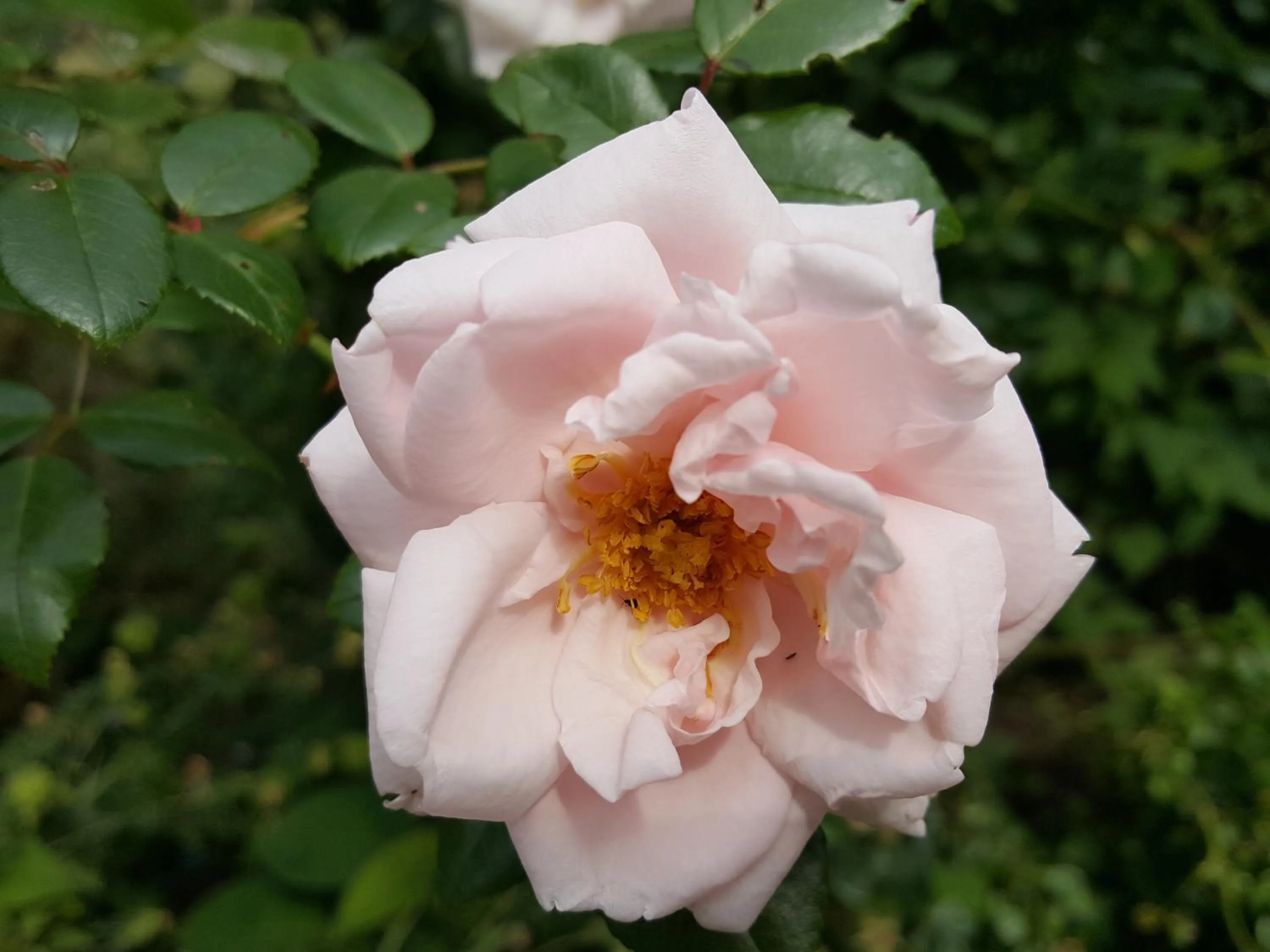 Garden in Bed & Breakfast De Koegang