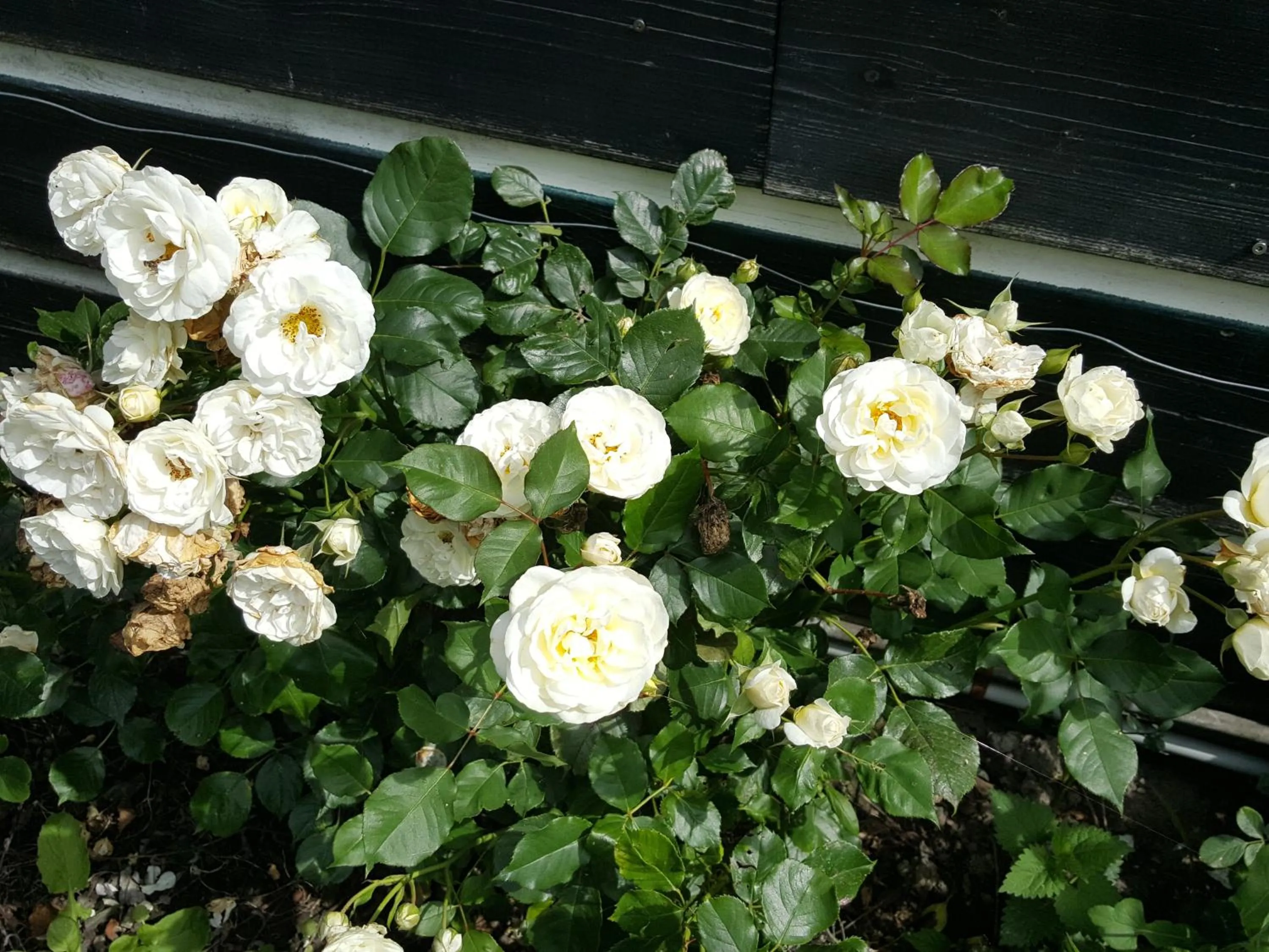 Garden in Bed & Breakfast De Koegang