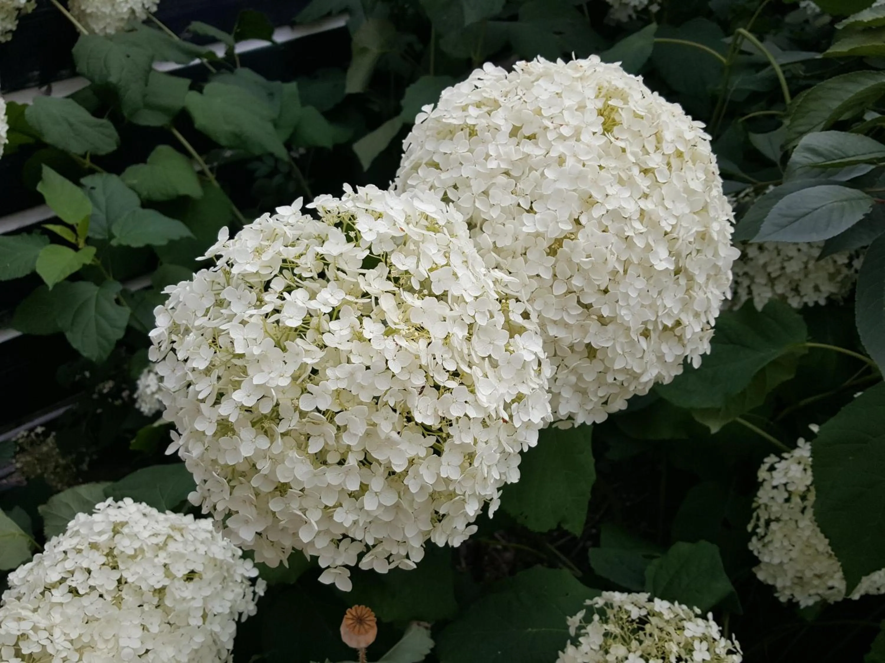 Garden in Bed & Breakfast De Koegang