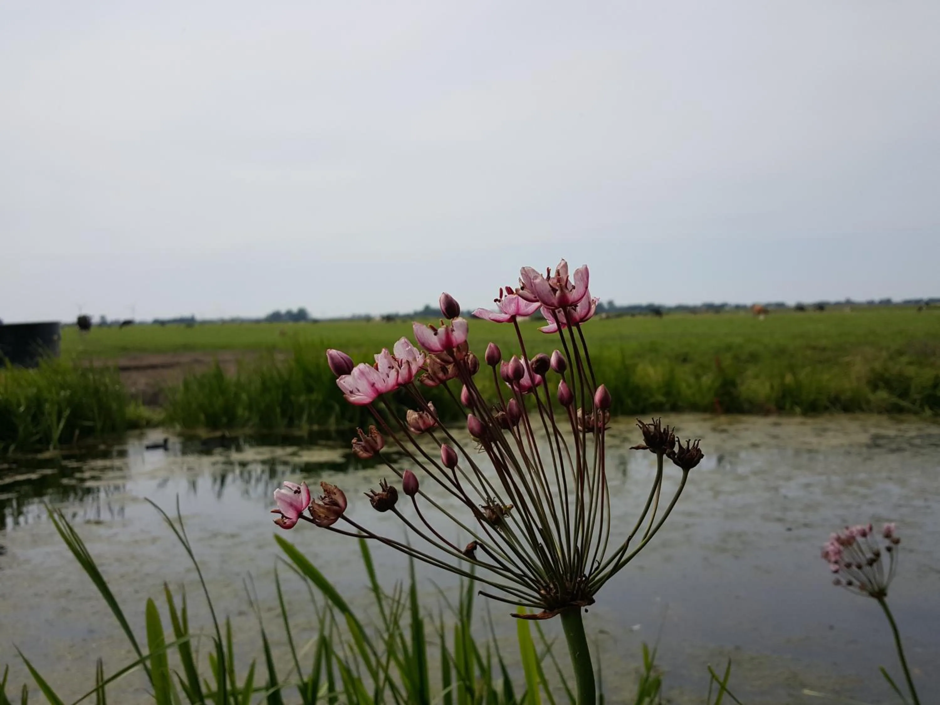 Garden view in Bed & Breakfast De Koegang