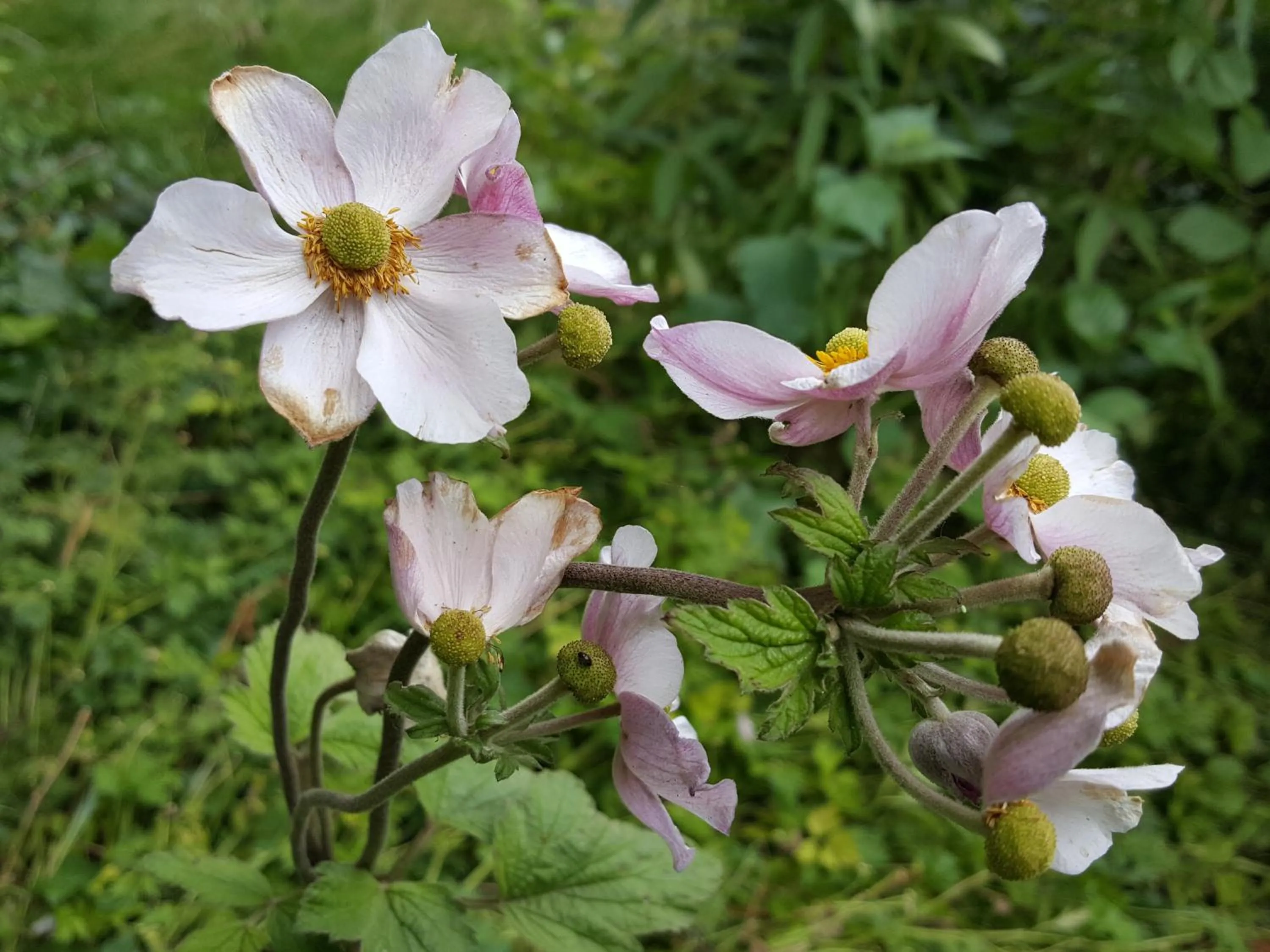 Garden in Bed & Breakfast De Koegang