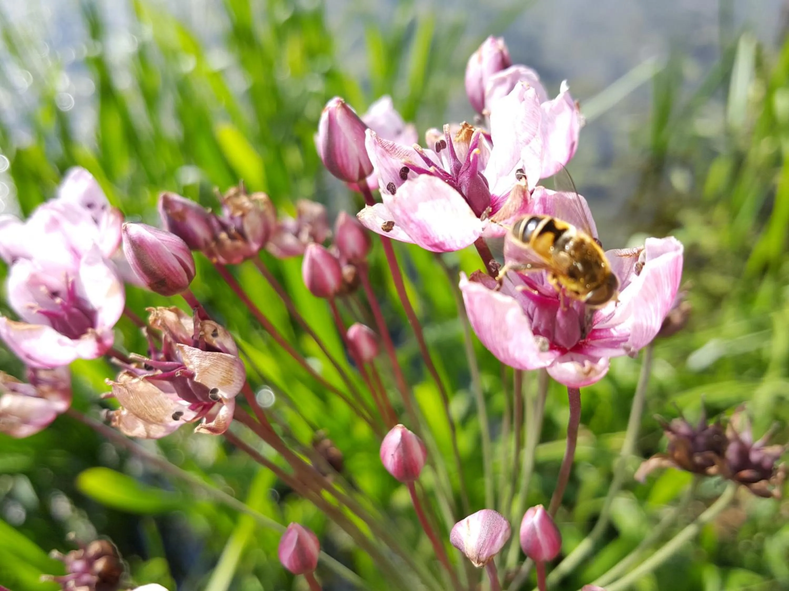 Garden view in Bed & Breakfast De Koegang
