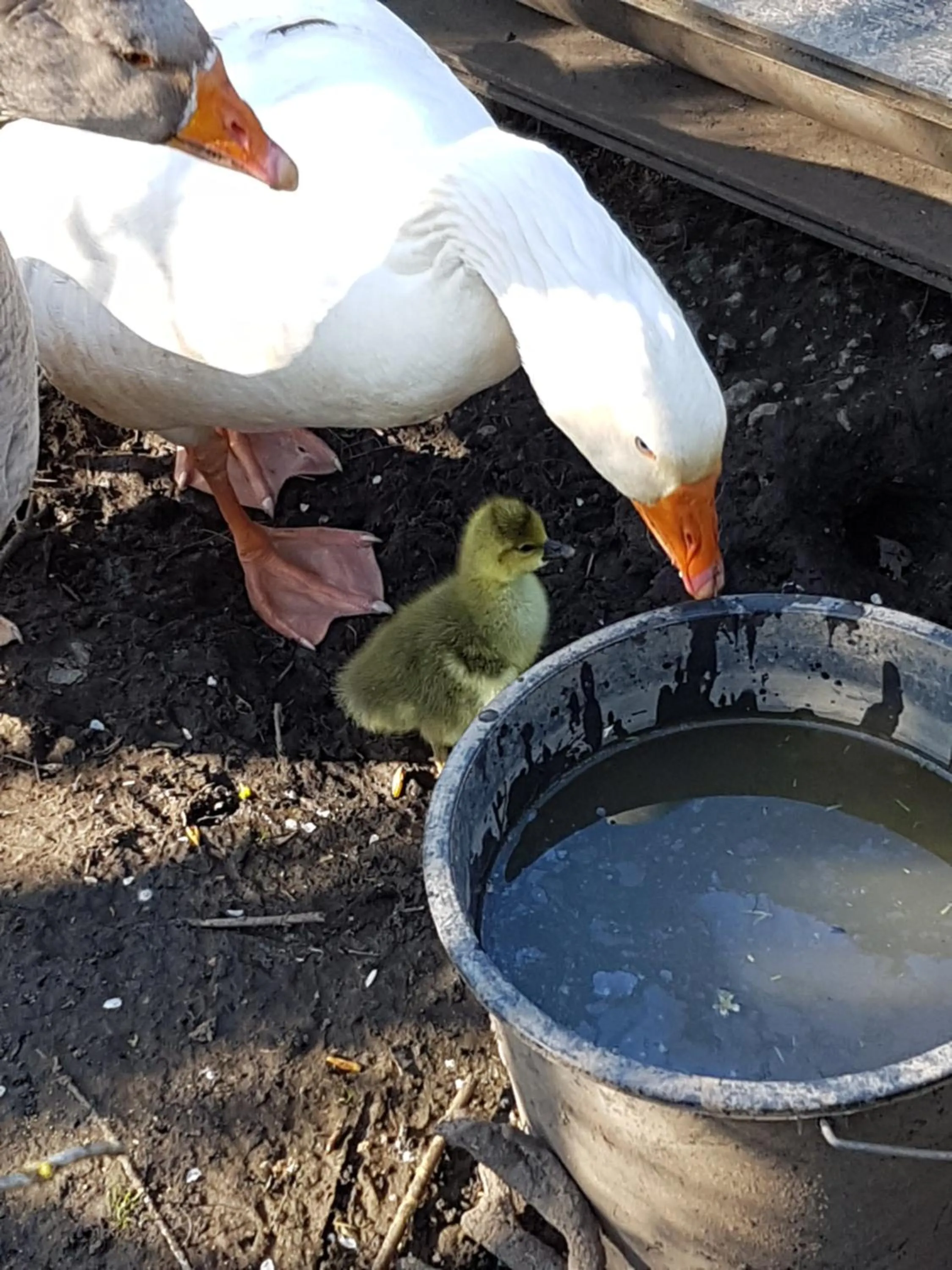 Animals in Bed & Breakfast De Koegang