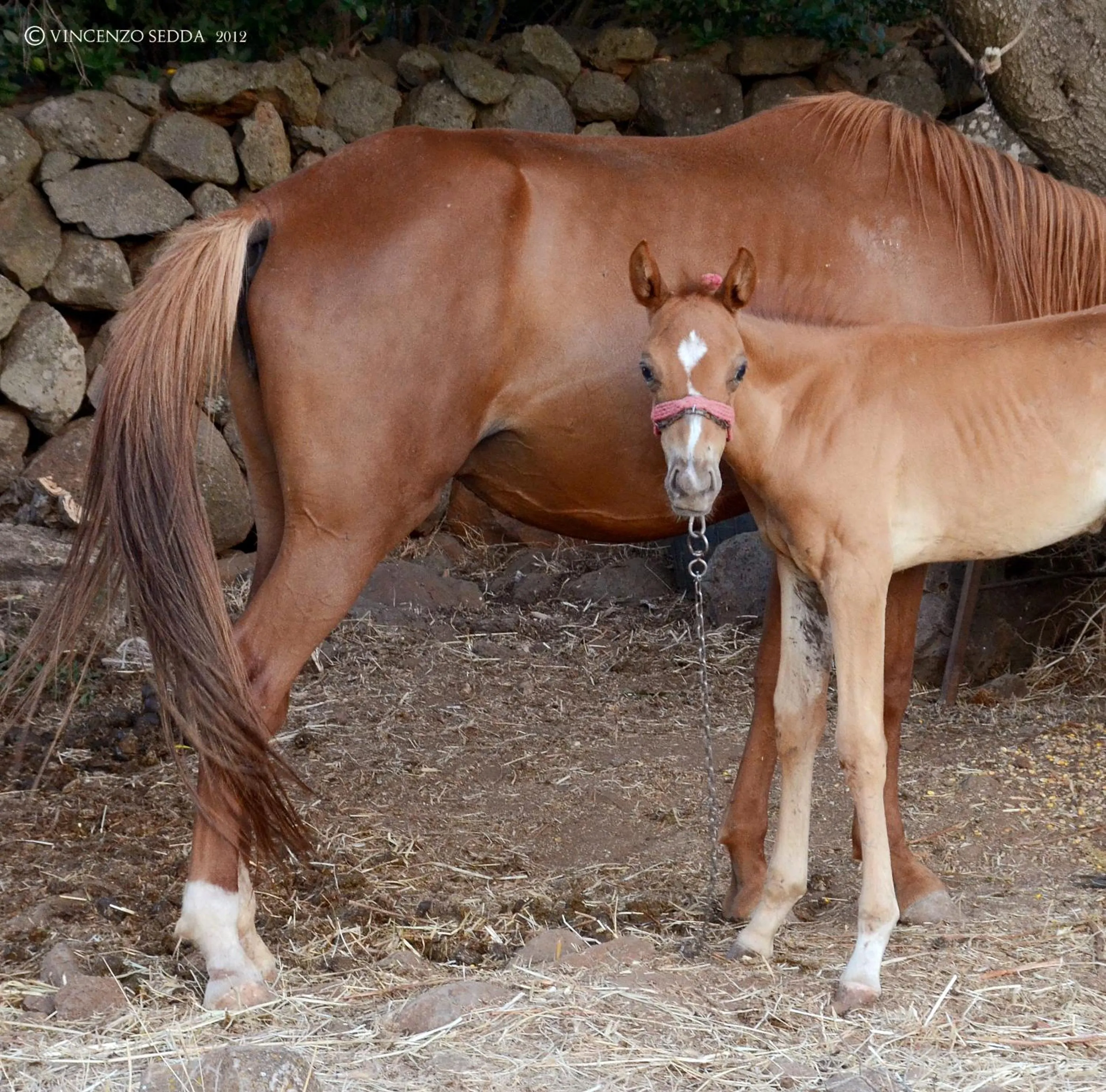 Day in Country House S'Ozzastru