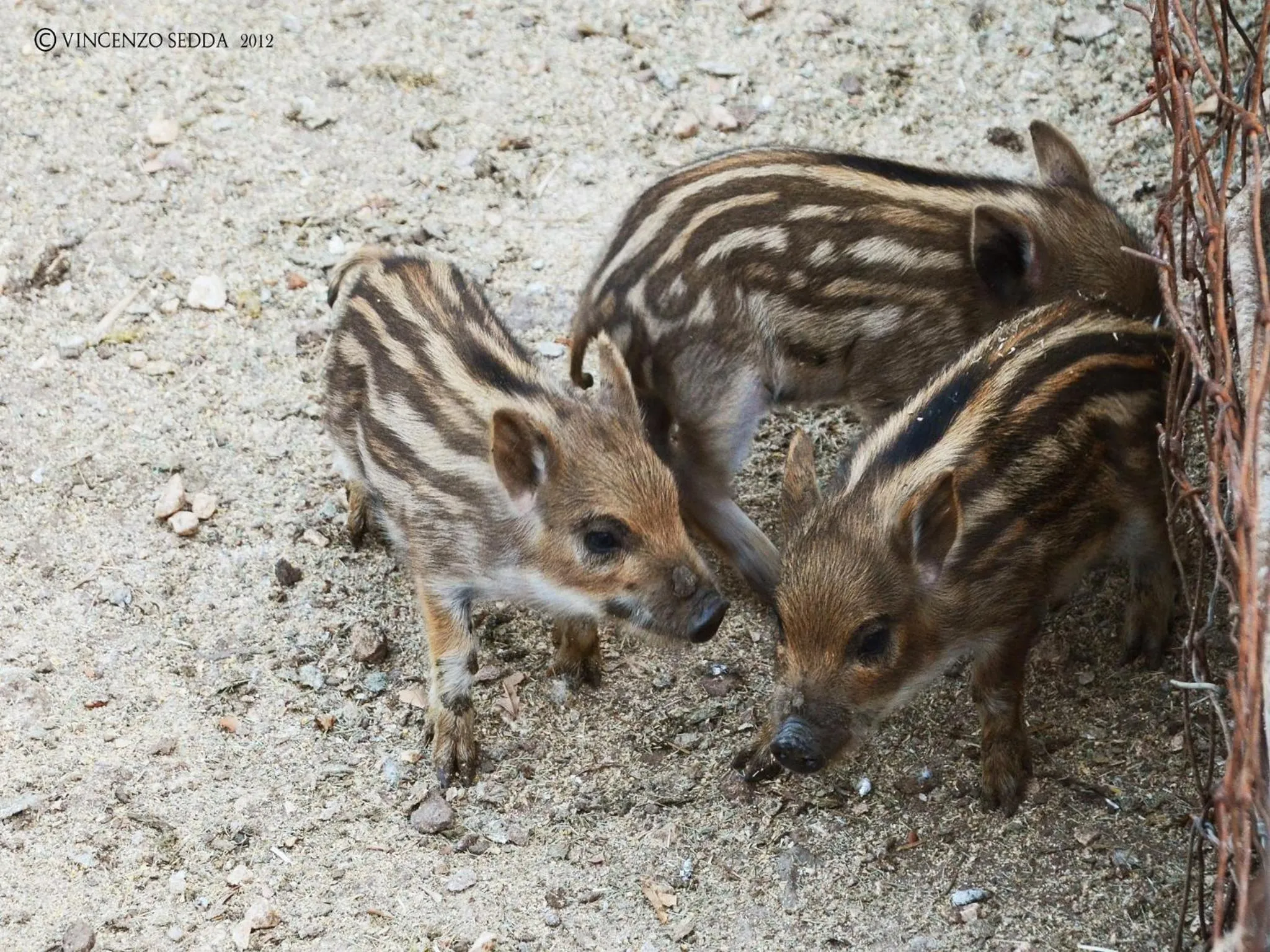 Hiking in Country House S'Ozzastru