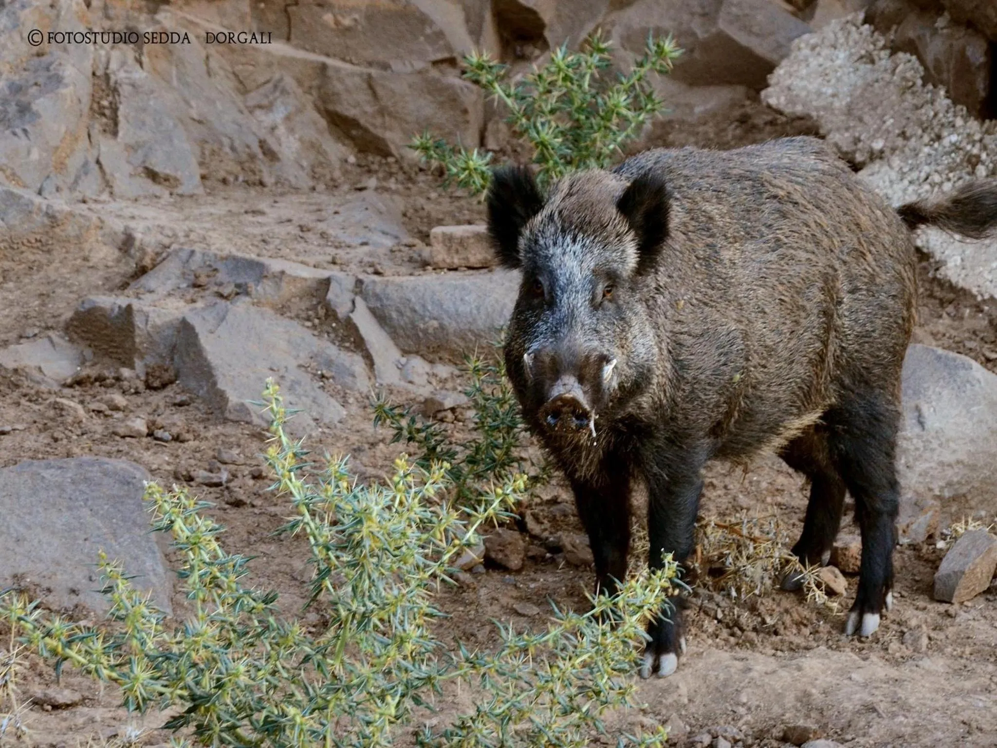 Other in Country House S'Ozzastru