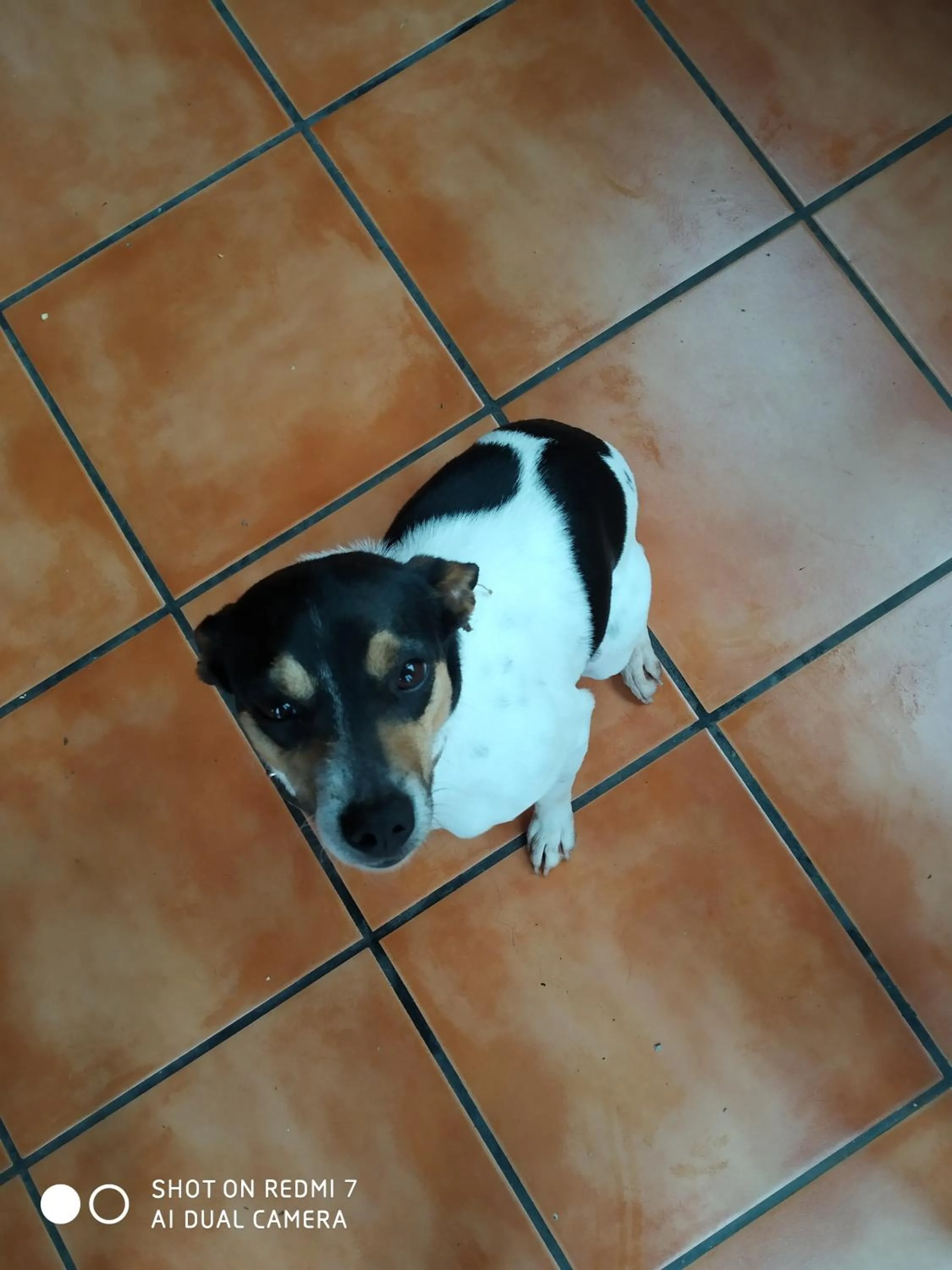 Animals in Mendi Alai