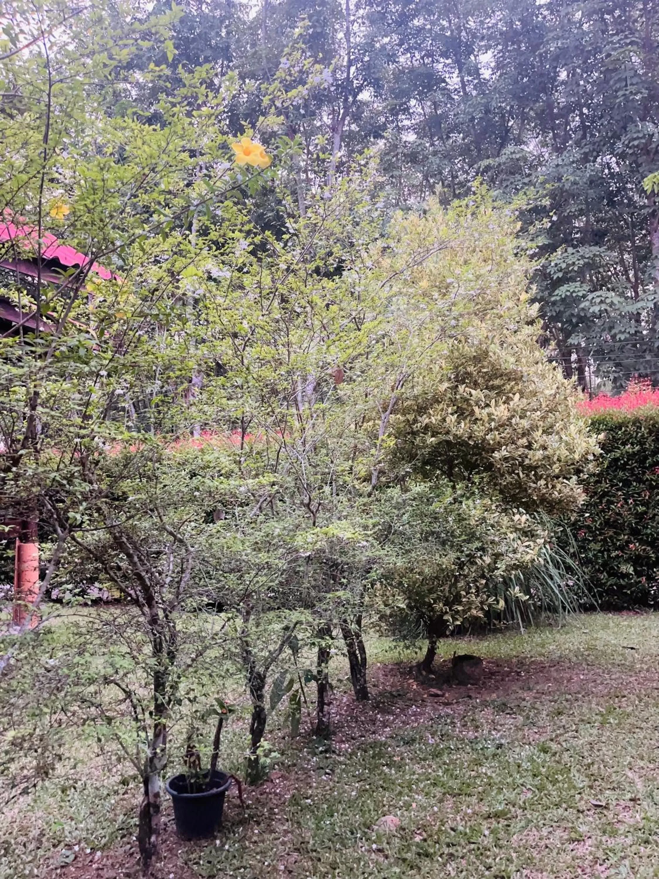 Garden in Najjamee Bungalows